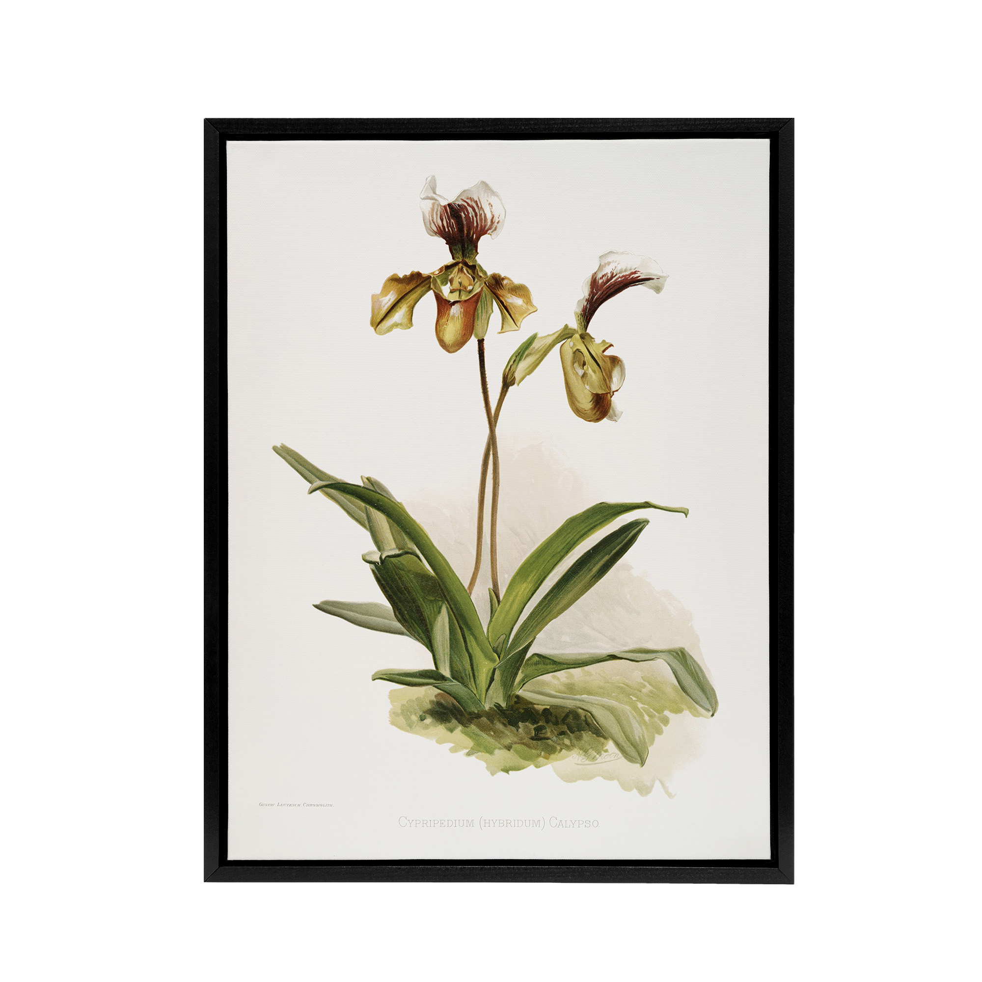 Frederick Sander Cypripedium Calypso Orchid Flowers Framed Canvas Wall Art Print