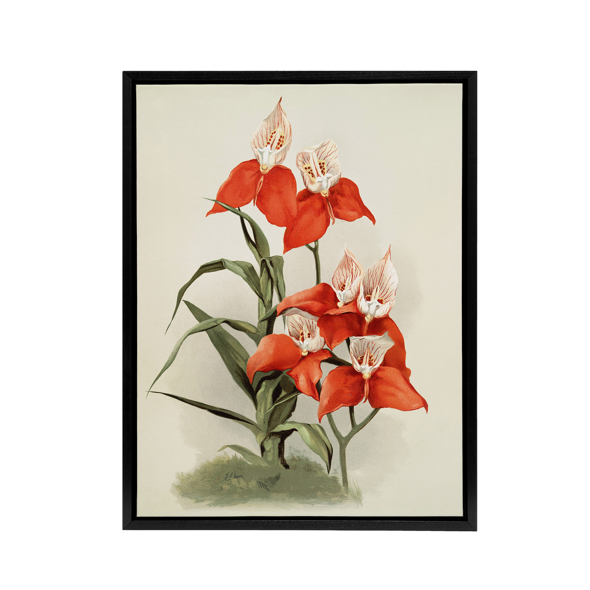 Frederick Sander Disa Grandiflora Orchid Flowers Framed Canvas Wall Art Print