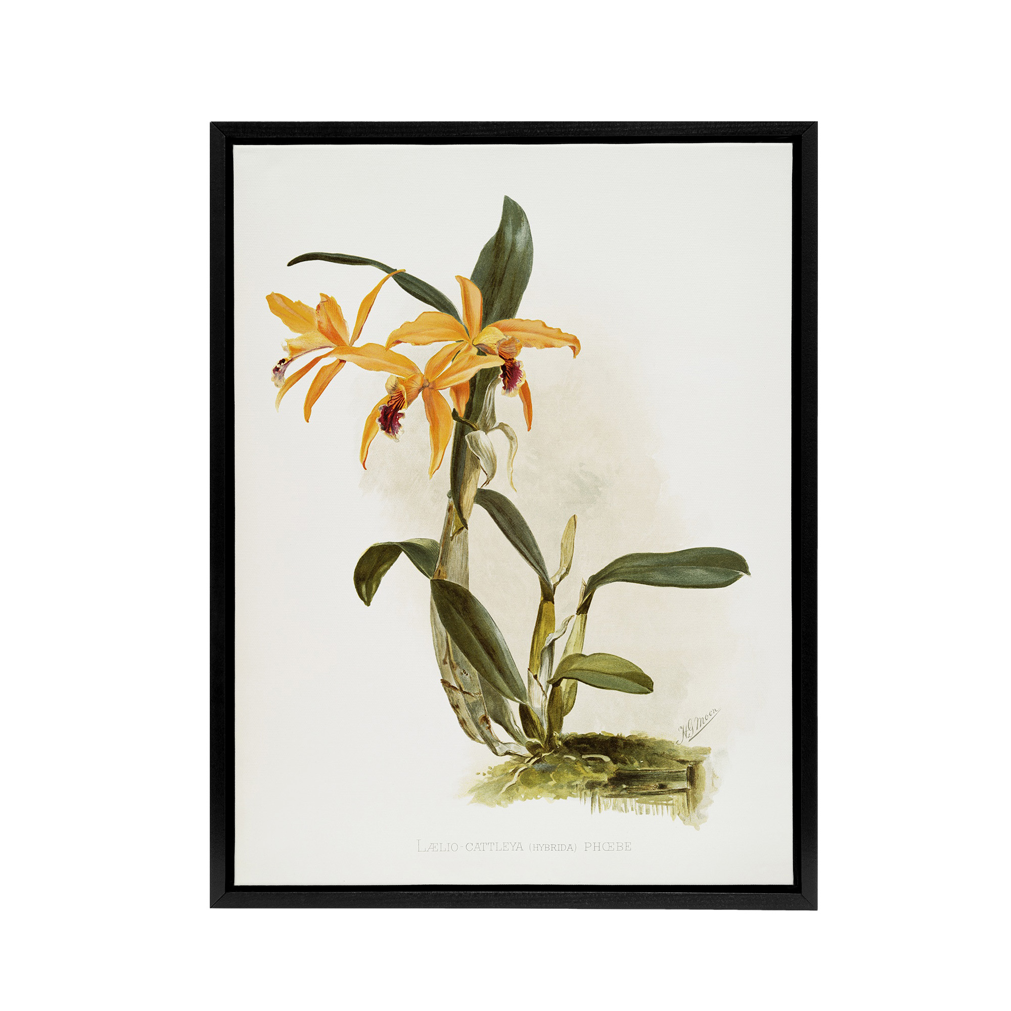 Frederick Sander Laelia And Cattleya Orchid Hybrid Framed Canvas Wall Art Print