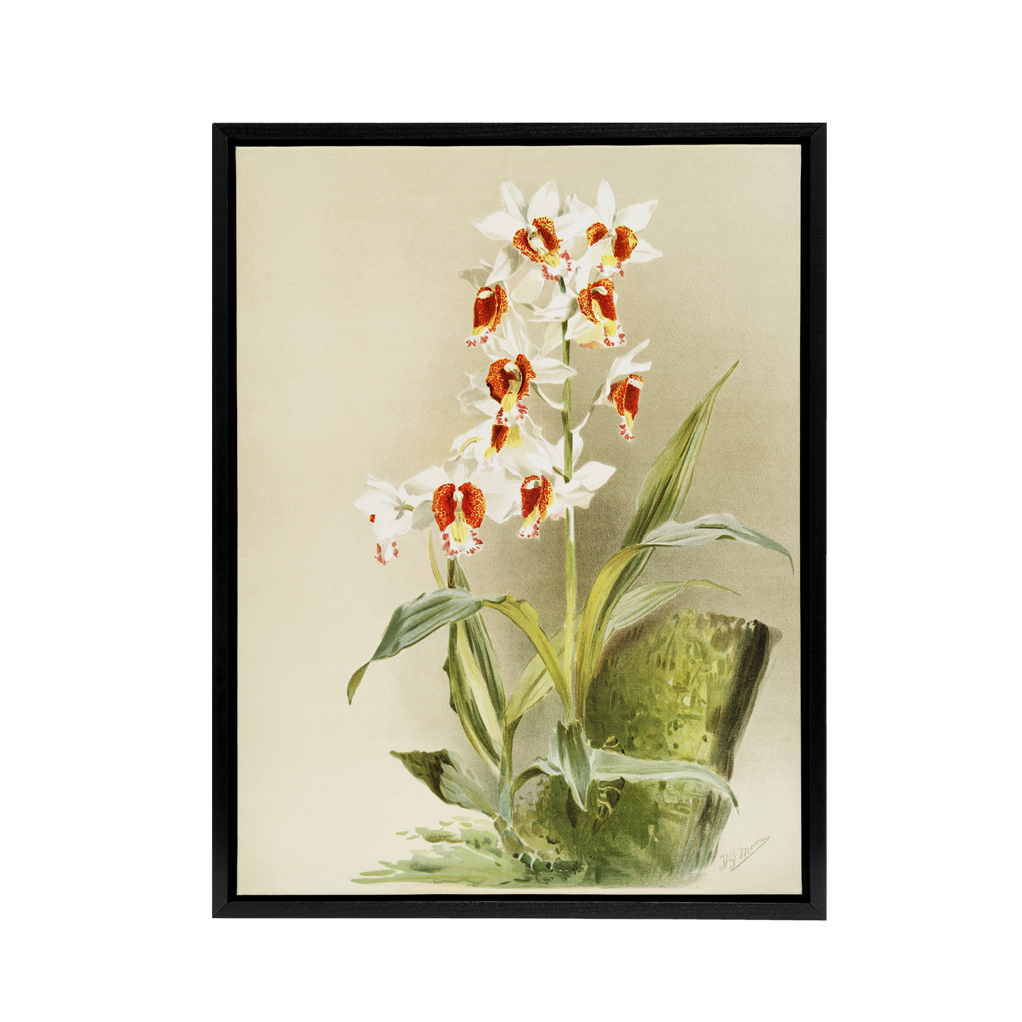 Frederick Sander Madagascar Swamp Orchid Flowers Framed Canvas Wall Art Print