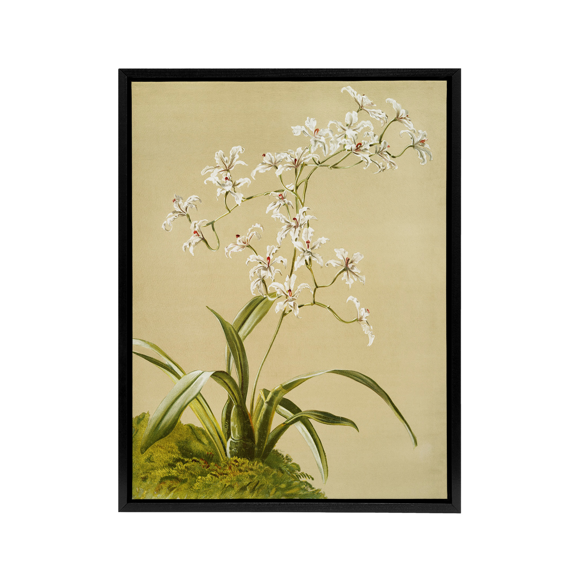 Frederick Sander Odontoglossum Ramosissimum Orchid Framed Canvas Wall Art Print
