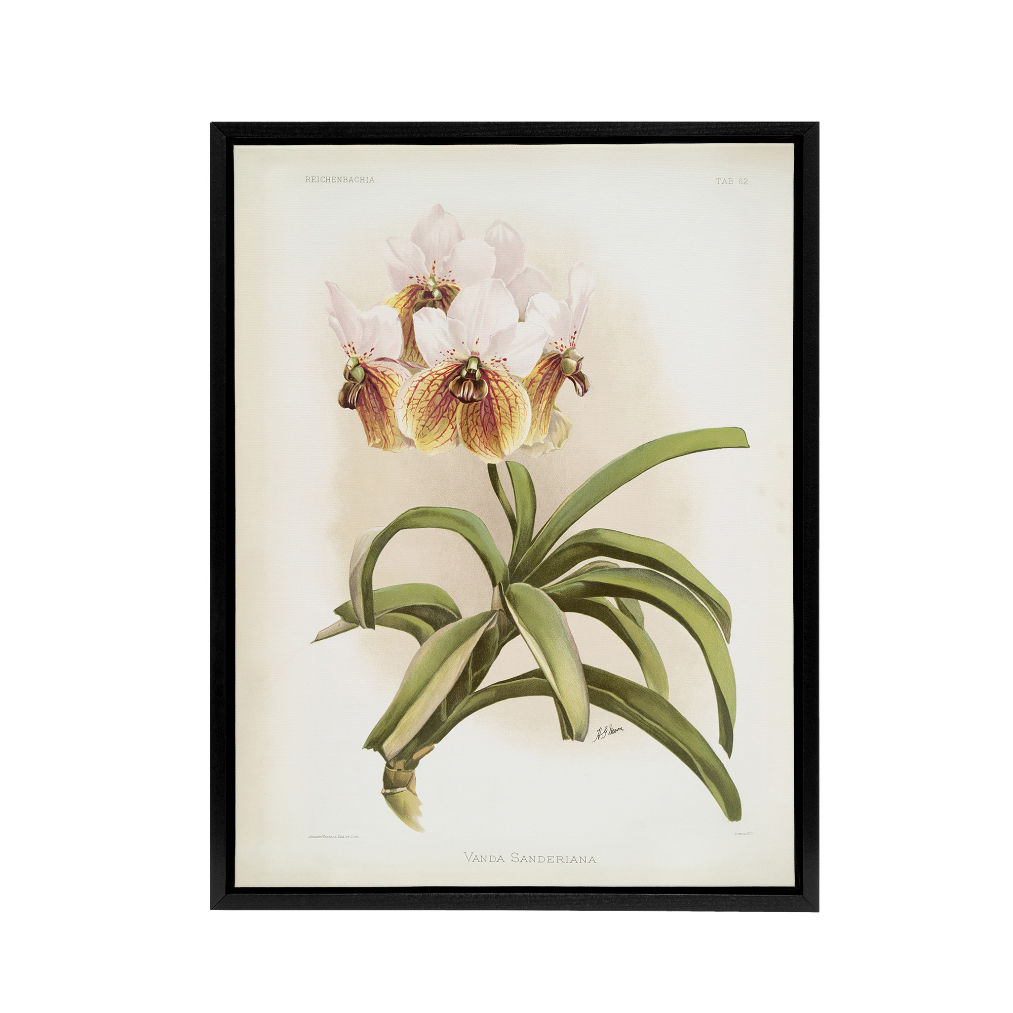 Frederick Sander Vanda Sanderiana Orchid Flowers Framed Canvas Wall Art Print