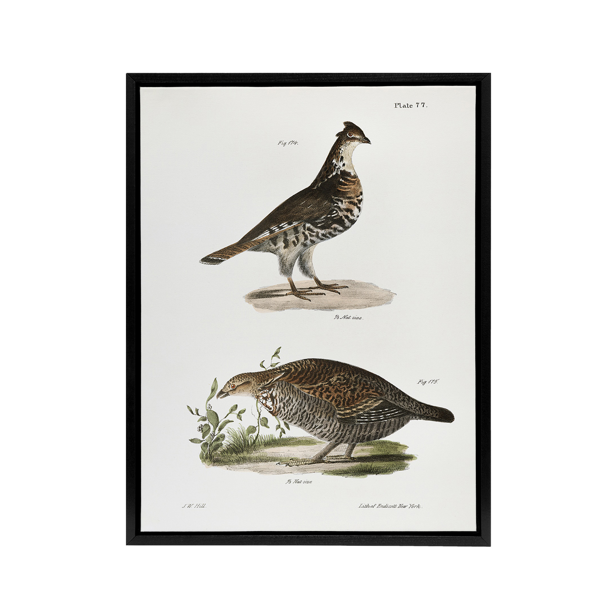 James De Kay Partridge and Pinnated Grouse Framed Canvas Wall Art Print