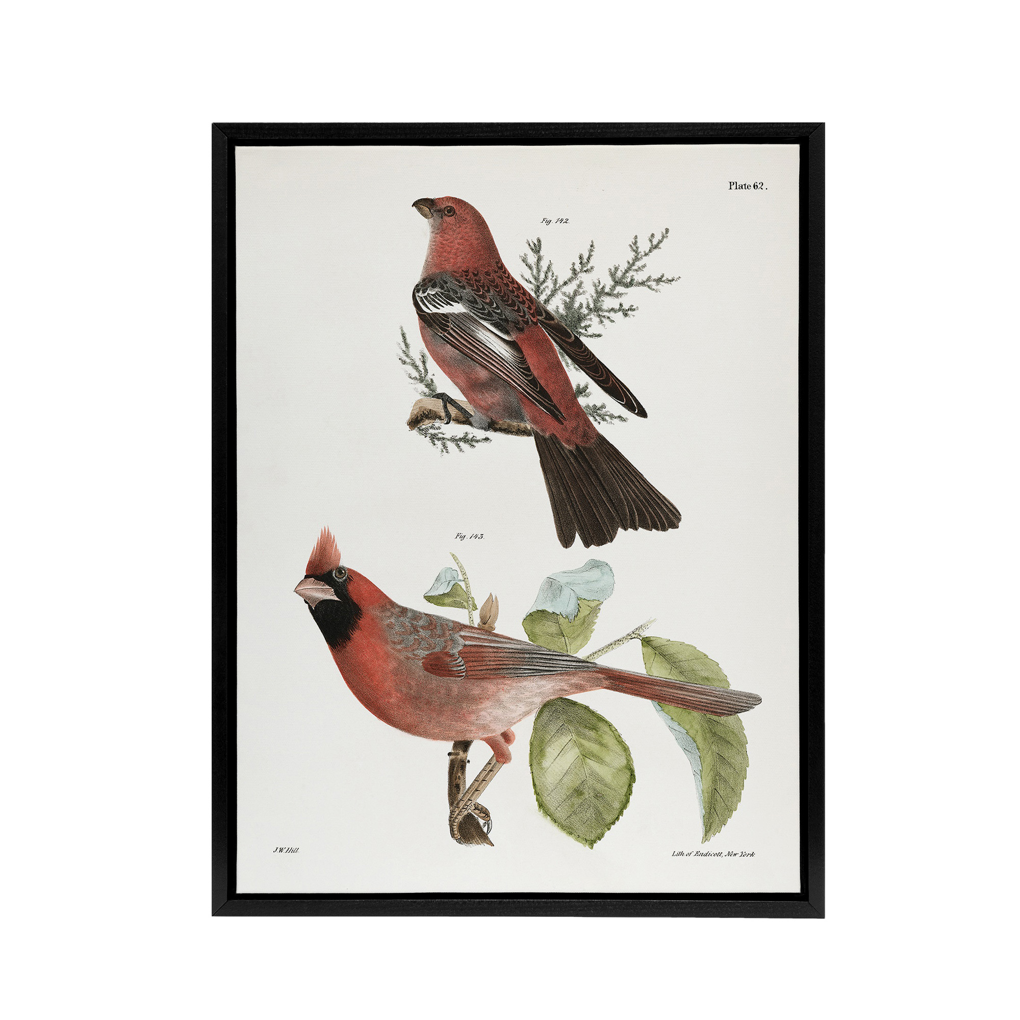 James De Kay Pine Bulfinch and Cardinal Grosbeak Framed Canvas Wall Art Print
