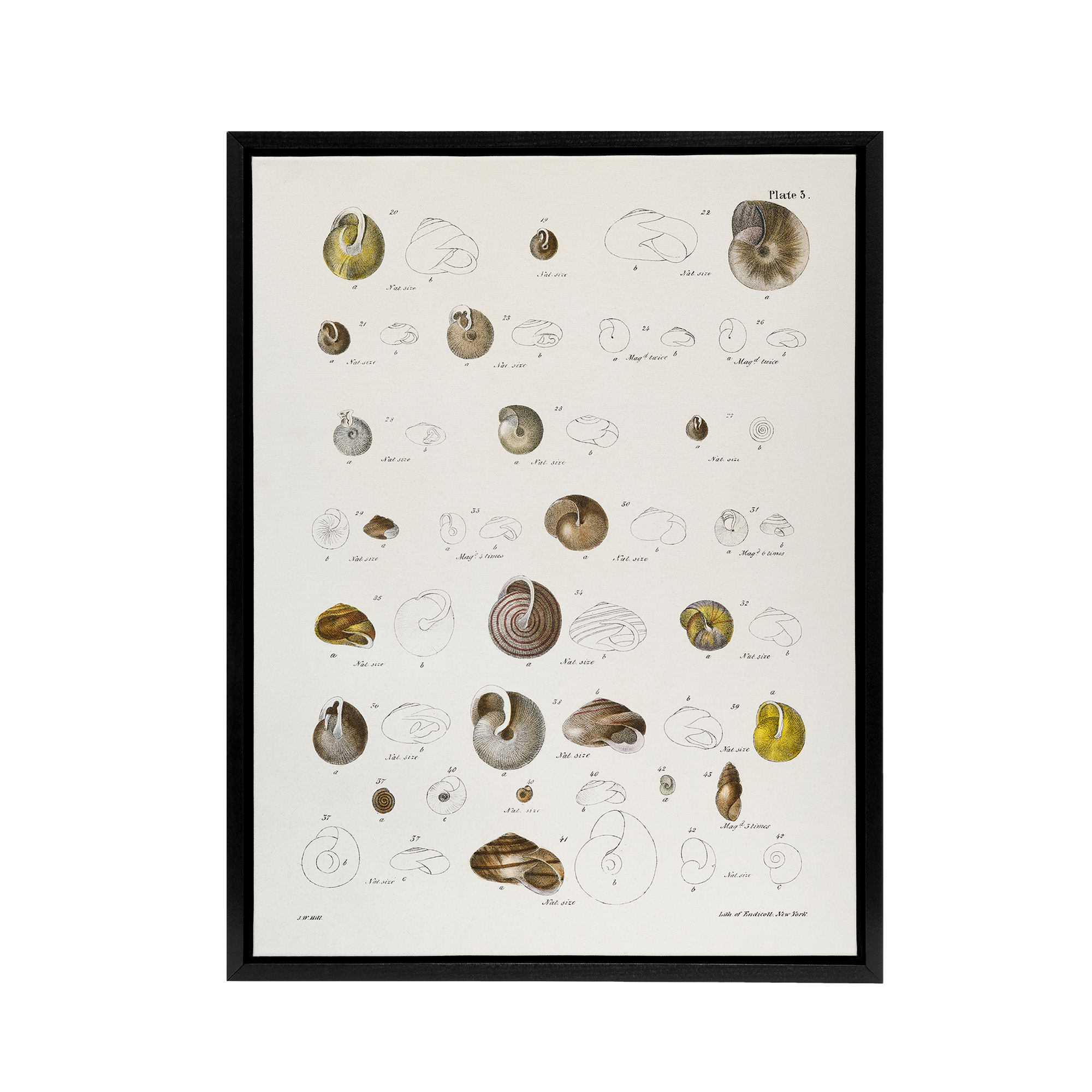 James De Kay Seashells Study Illustration Framed Canvas Wall Art Print