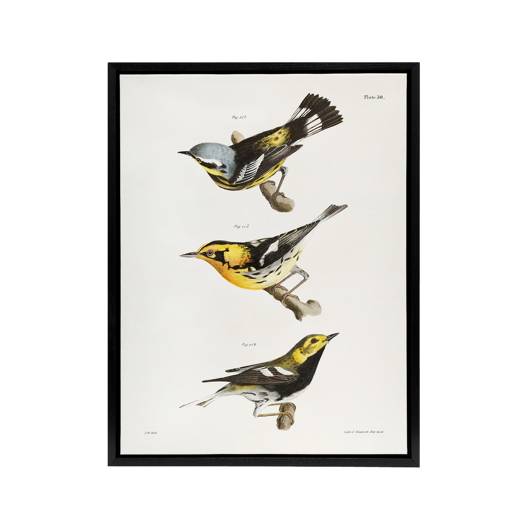 James Ellsworth De Kay Trio of Warbler Birds Framed Canvas Wall Art Print