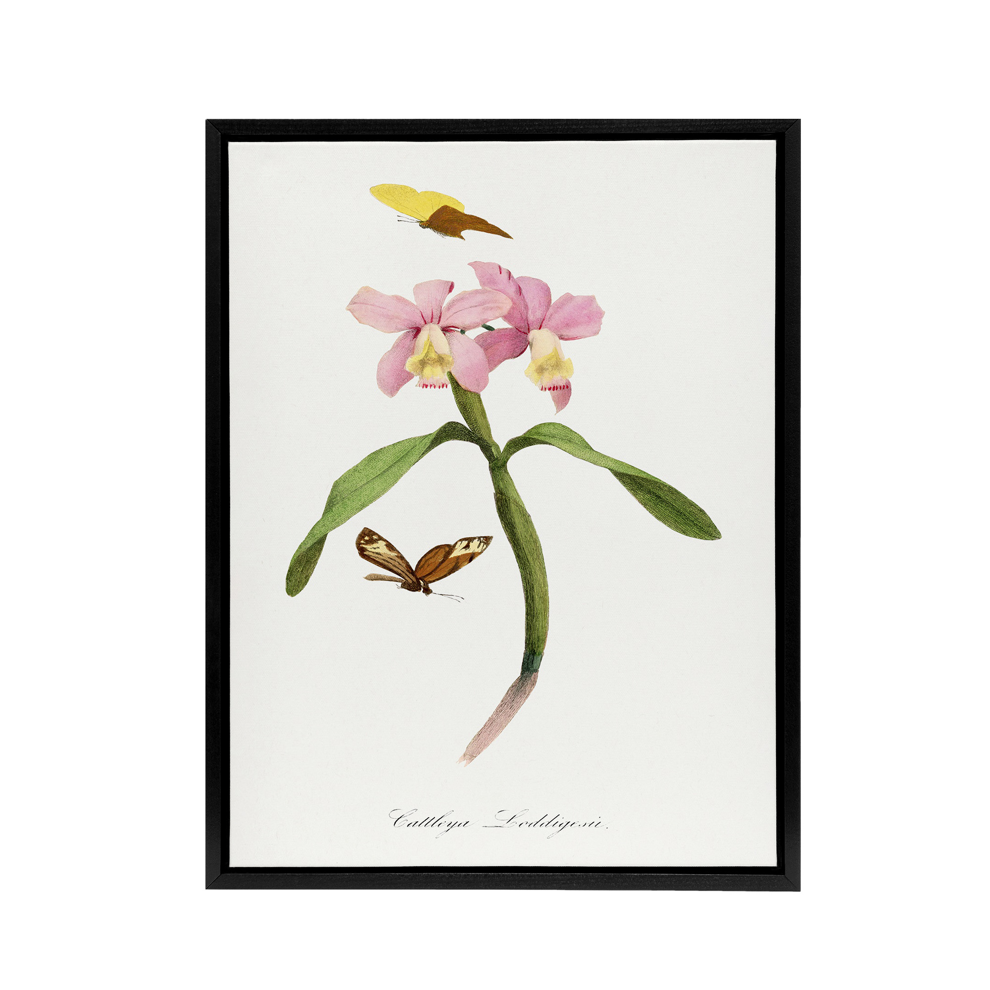 Paul Gervais Cattleya Orchids And Butterflies Framed Canvas Wall Art Print