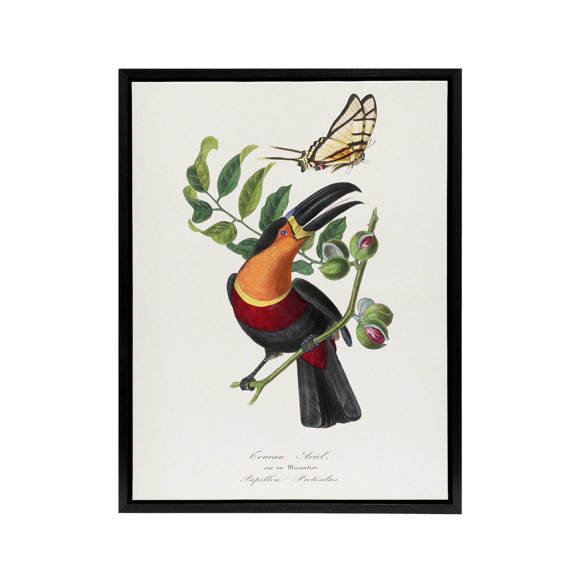 Paul Gervais Toucan and Butterfly Vintage Illustration Framed Canvas Art Print
