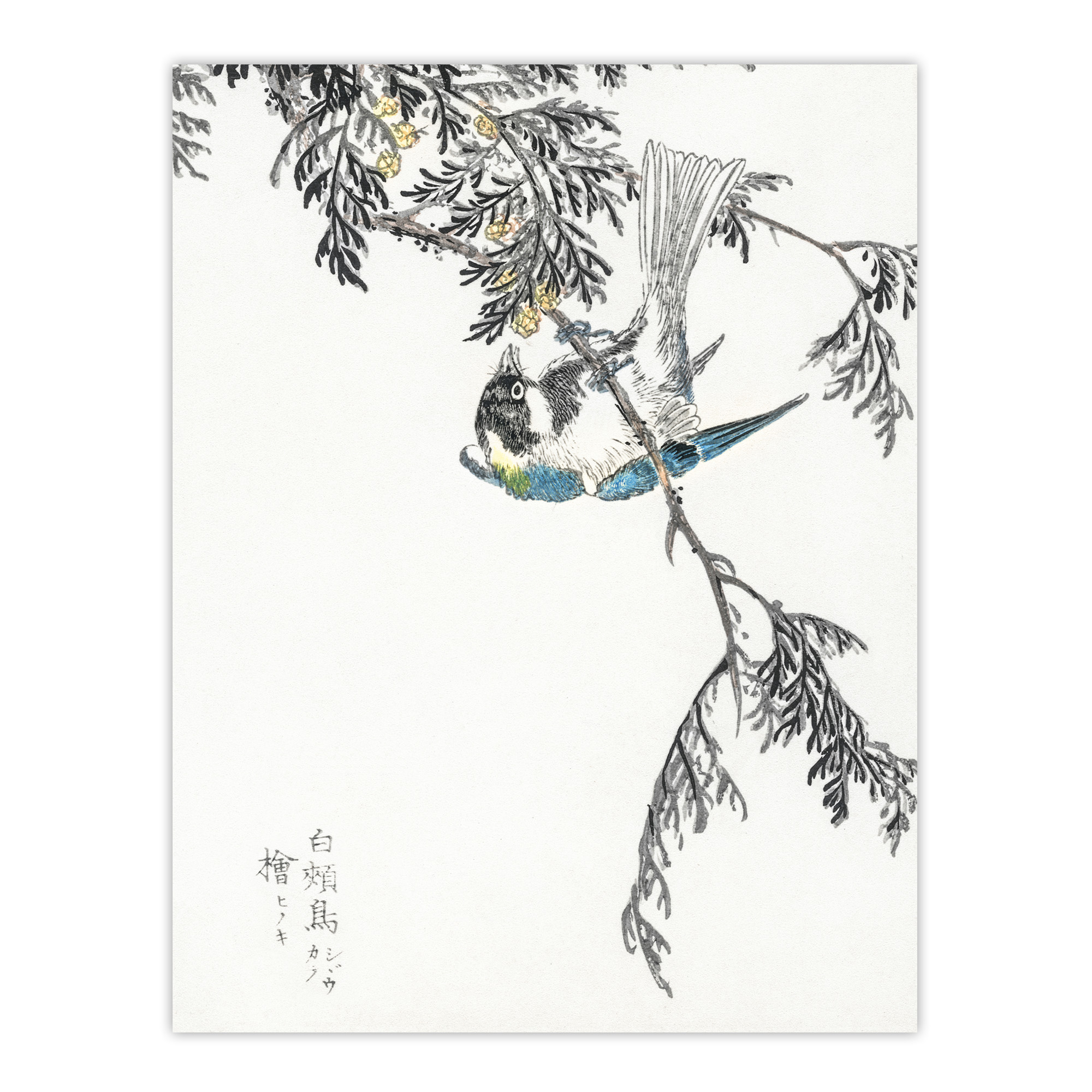 Great Tit and Cypress Japanese Japanese Framed Wall Art Print Kashu