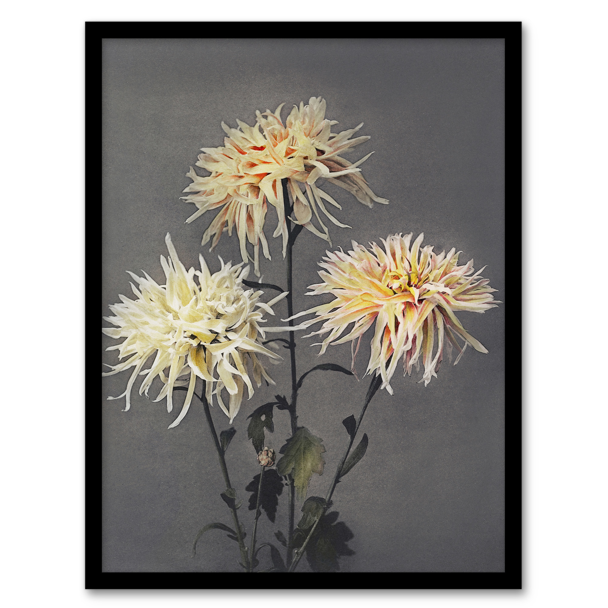 Ogawa Kazumasa Framed Wall Art Print Chrysanthemums Vintage Floral Home Décor