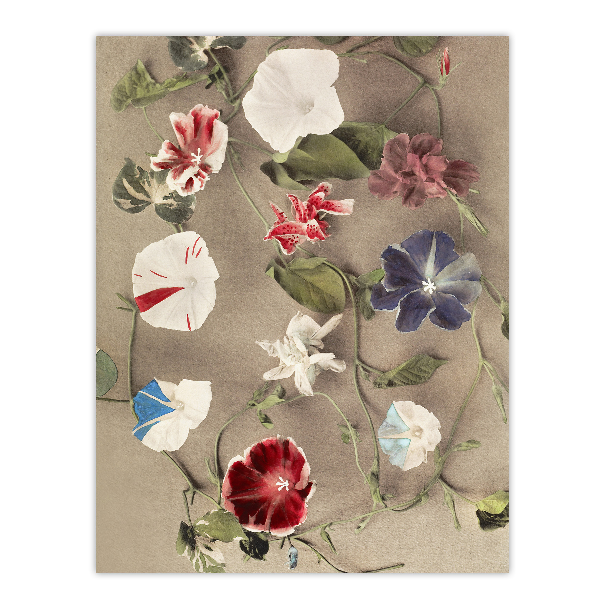 Group Of Morning Glories Vintage Japan Framed Wall Art Print Kazumasa