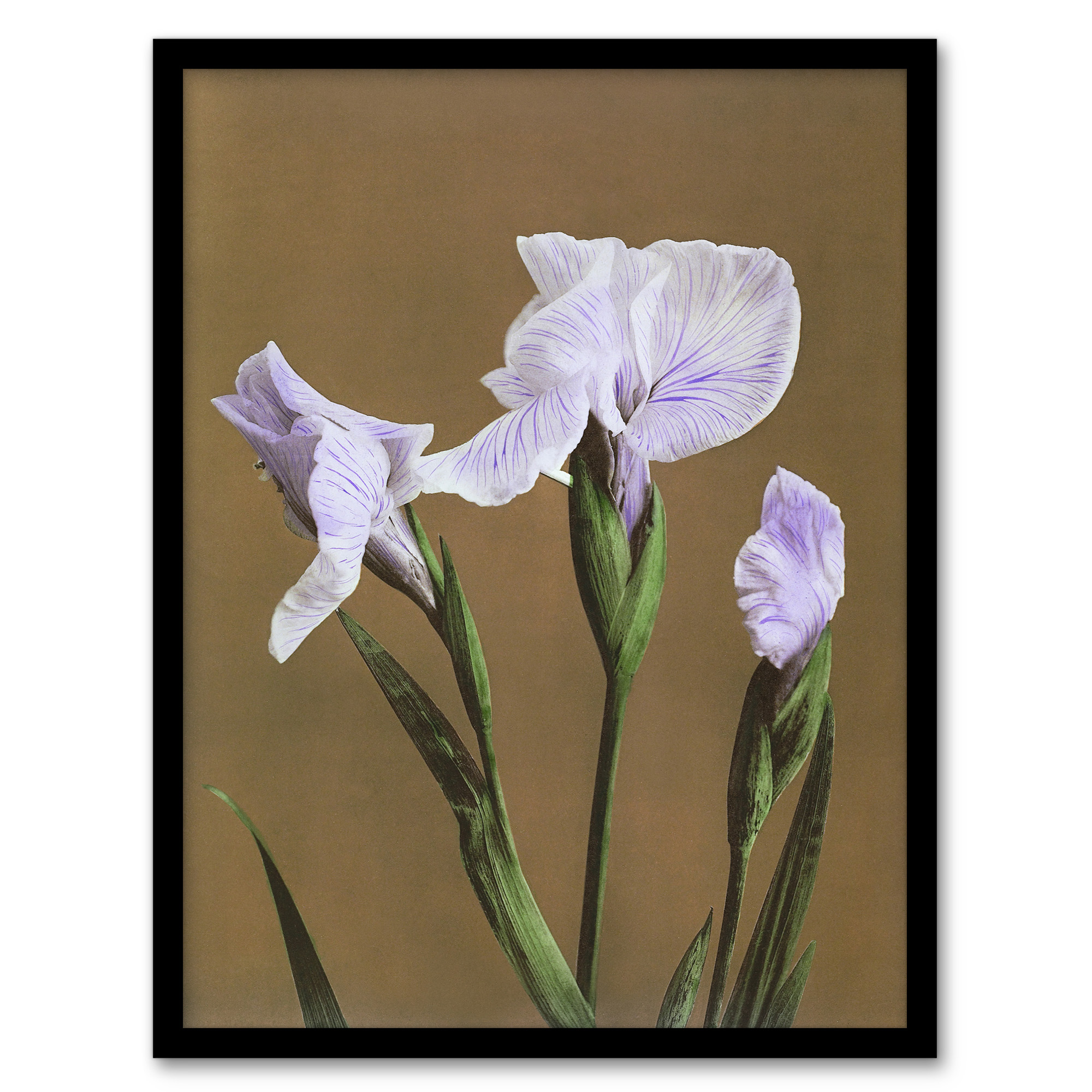 Japanese Water Iris Flower Vintage Japan Framed Wall Art Print Kazumasa