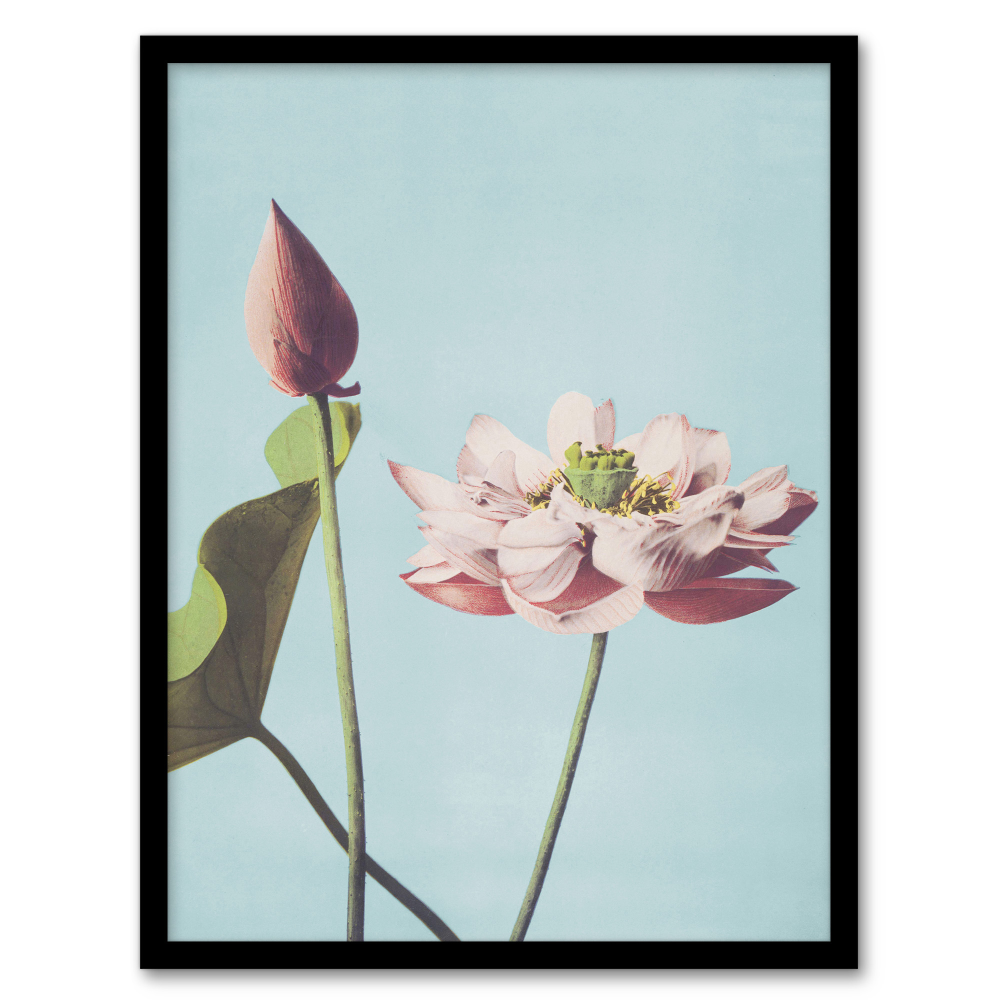 Ogawa Kazumasa Framed Wall Art Print Pink Lotus Flower Blooms Home Décor A3/A4