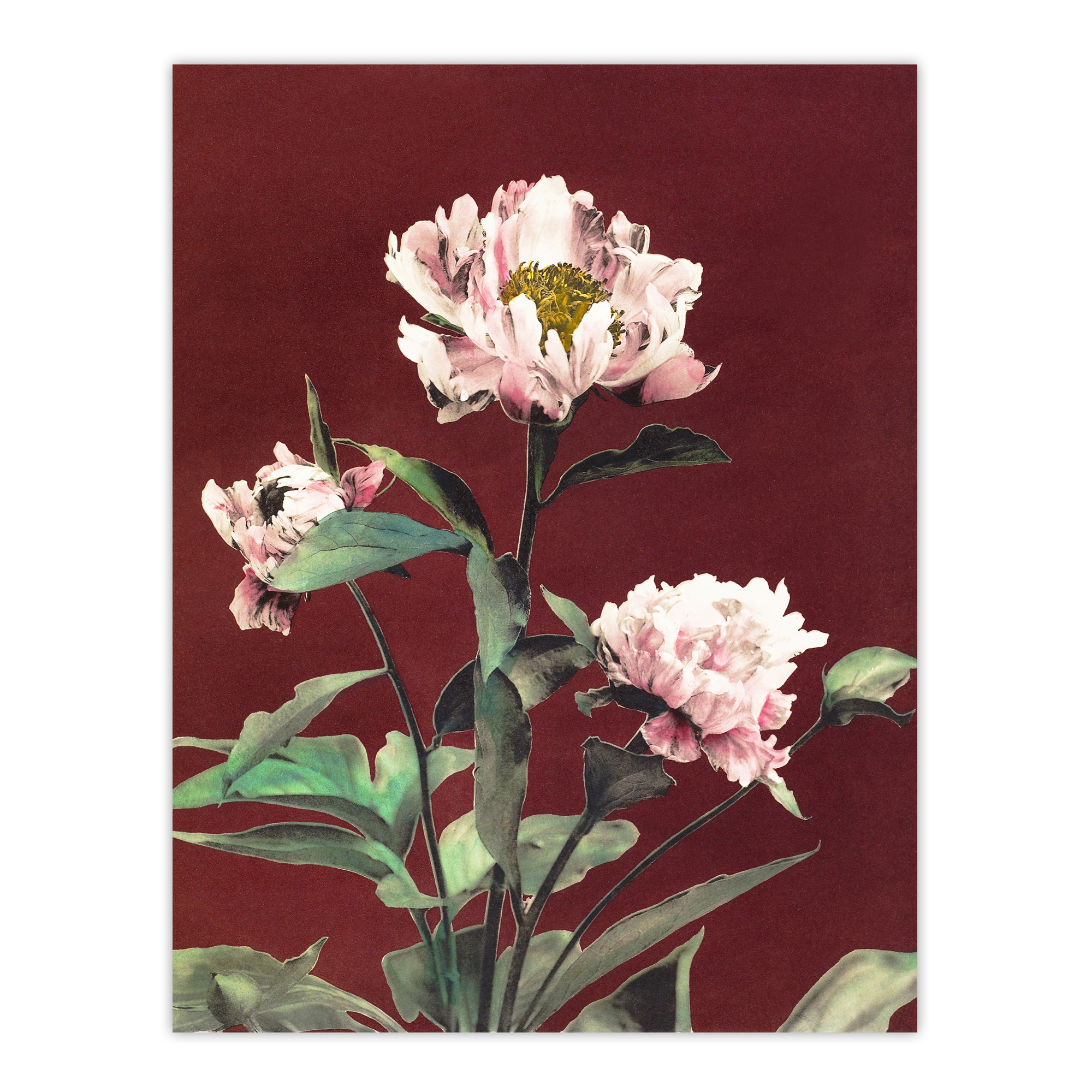 Pink Herbaceous Peony Flower Japan Framed Wall Art Print Ogawa Kazumasa