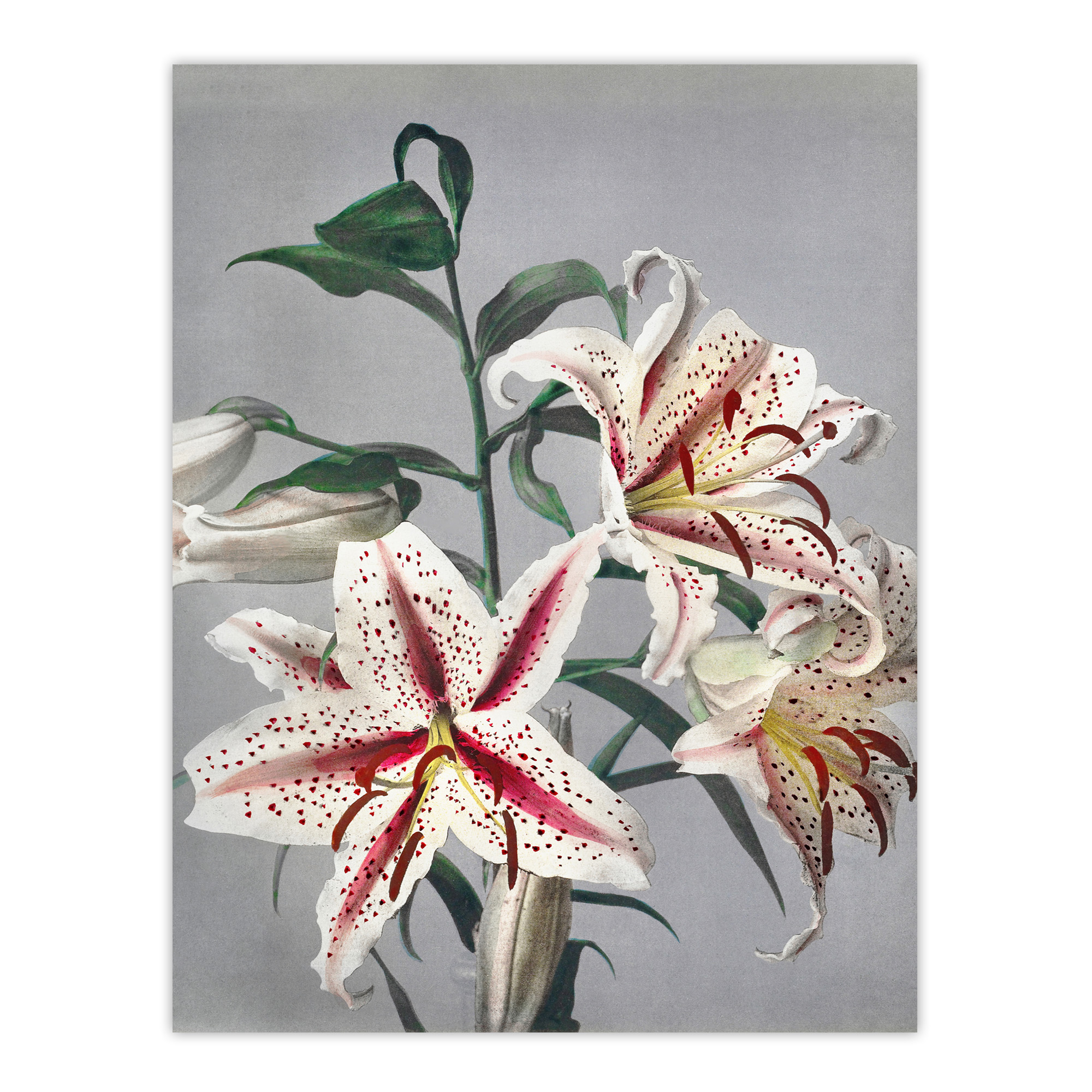 White Pink Spotted Lily Flowers Vintage Framed Wall Art Print Kazumasa