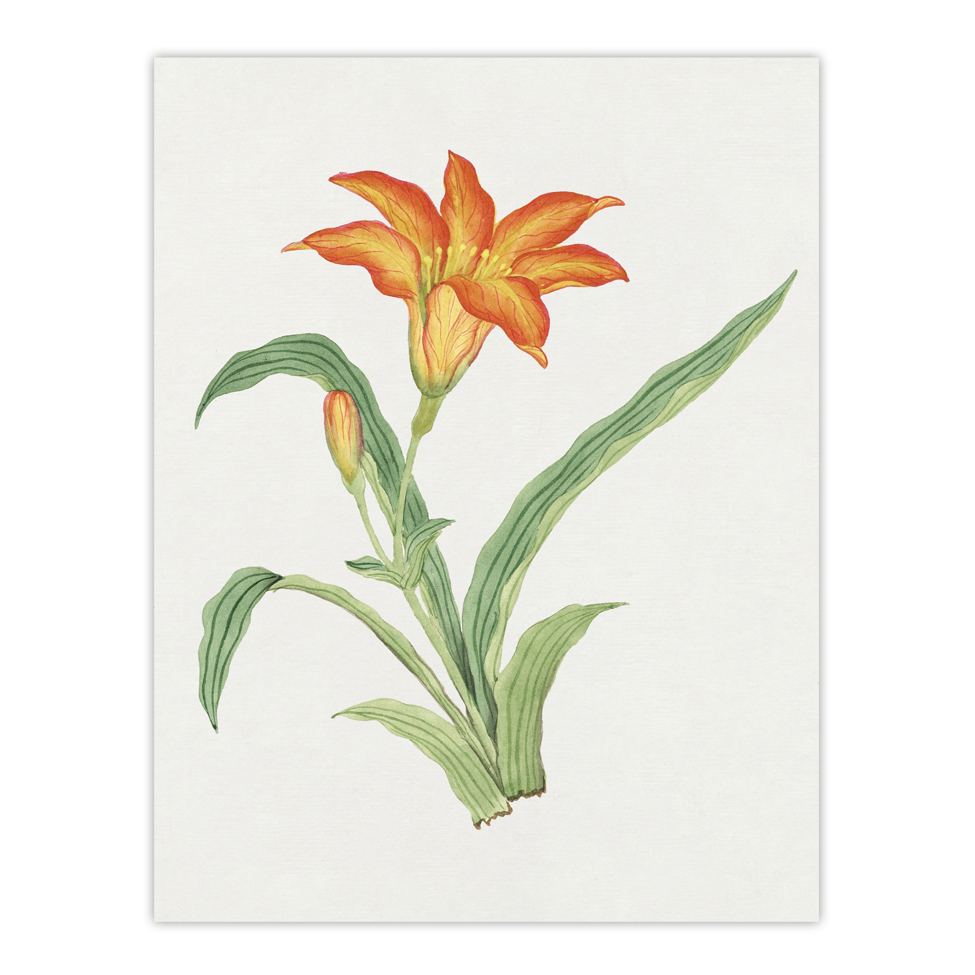 Orange Lily Flower Japan Framed Wall Art Print Vintage Japanese Floral