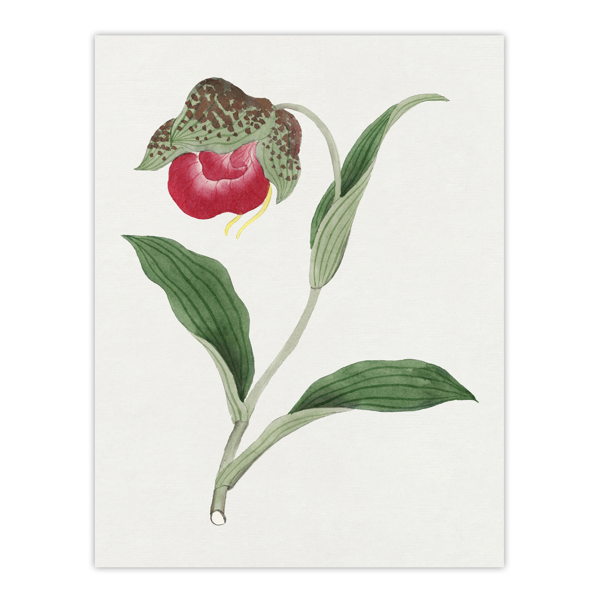 Orchid Flower Framed Wall Art Print Vintage Japanese Botanical