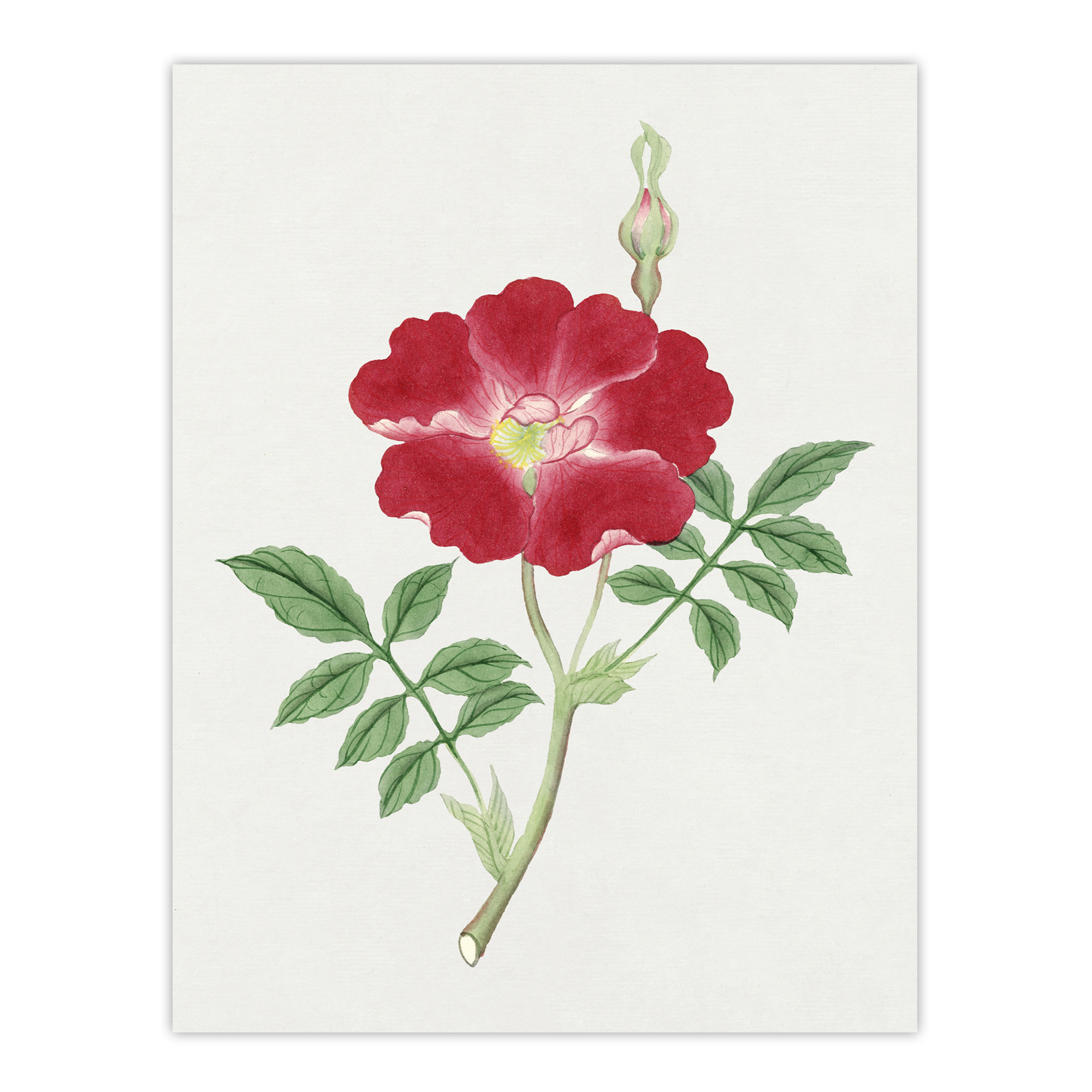 Red Flower Vintage Framed Wall Art Print Japanese Botanical