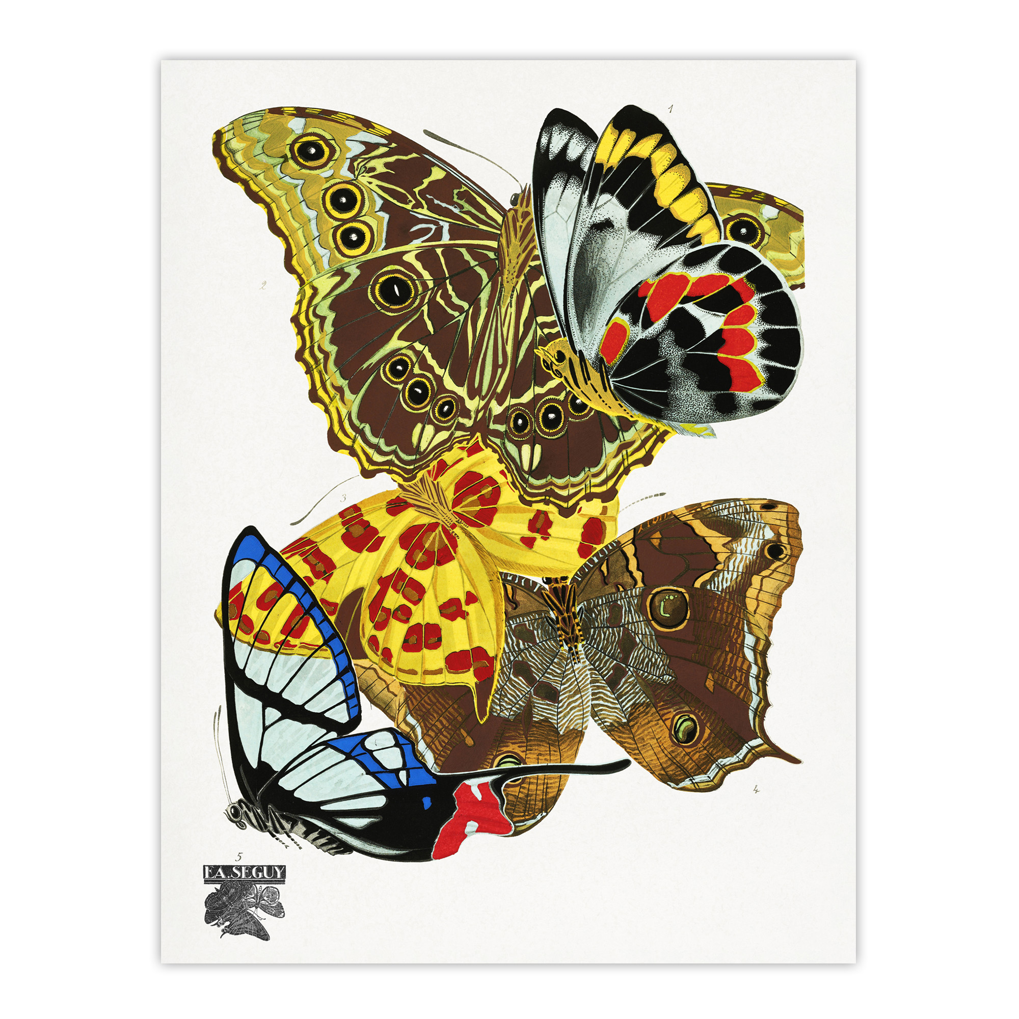 Papillons Bright Vintage Butterflies Framed Wall Art Print Eugene Seguy