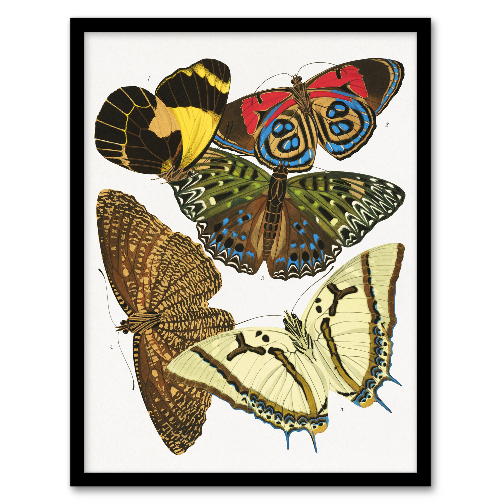 Butterflies Papillons Vintage Framed Wall Art Print Eugene Seguy