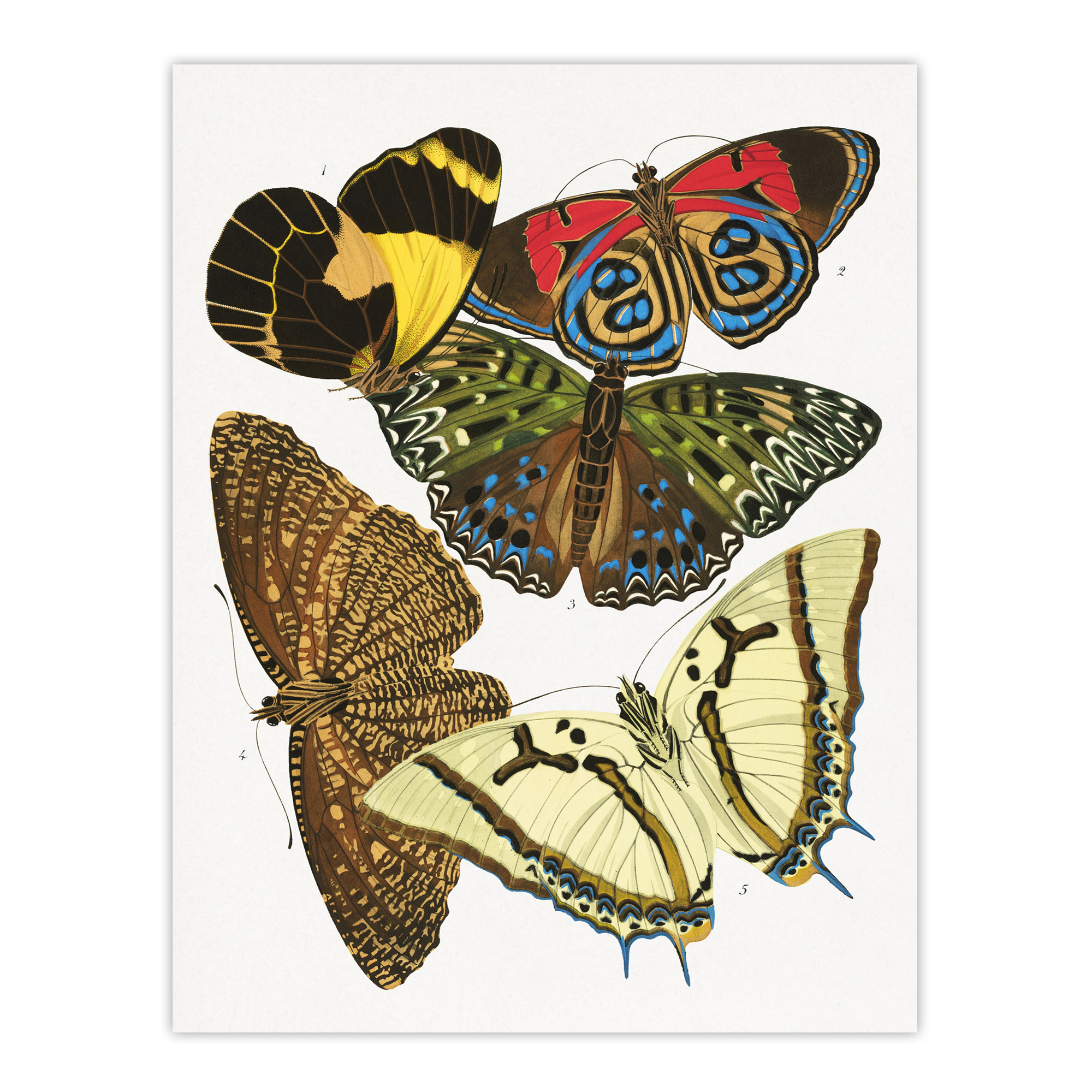 Butterflies Papillons Vintage Framed Wall Art Print Eugene Seguy