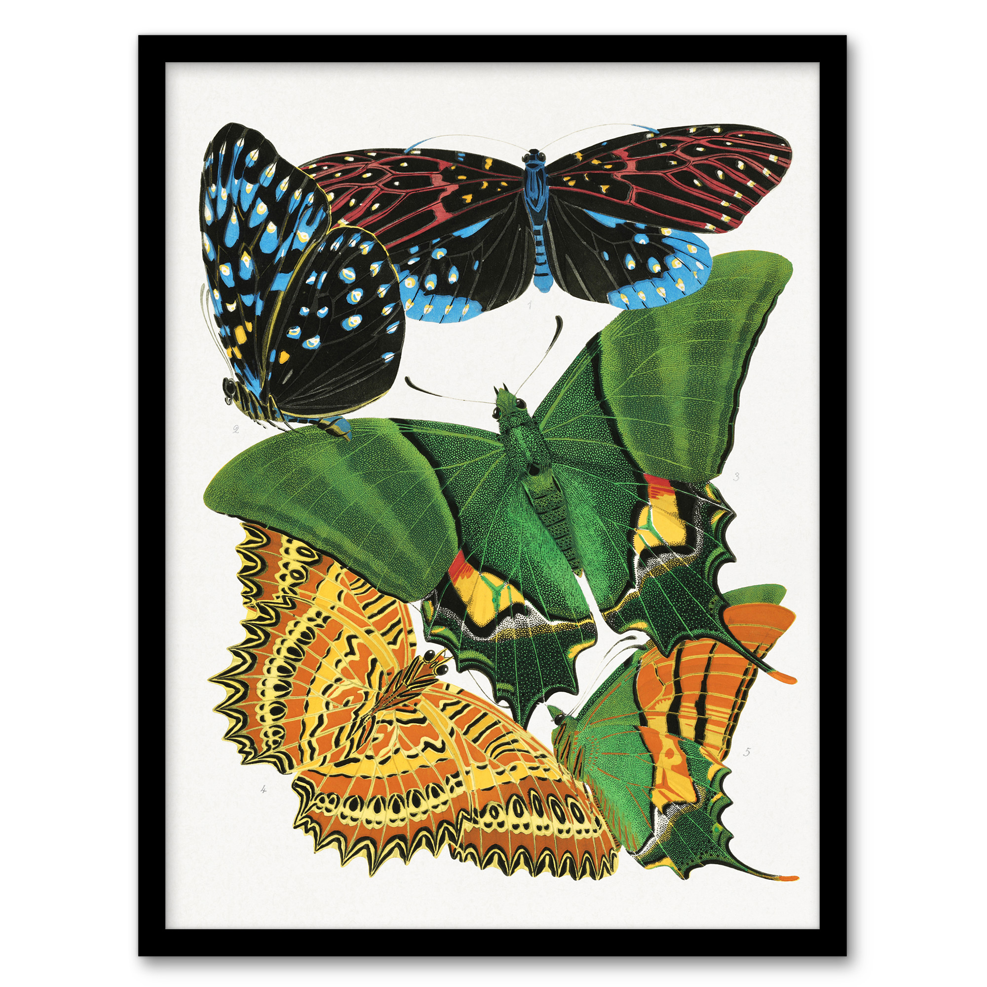 Vintage Vibrant Butterflies Papillon Framed Wall Art Print Eugene Seguy