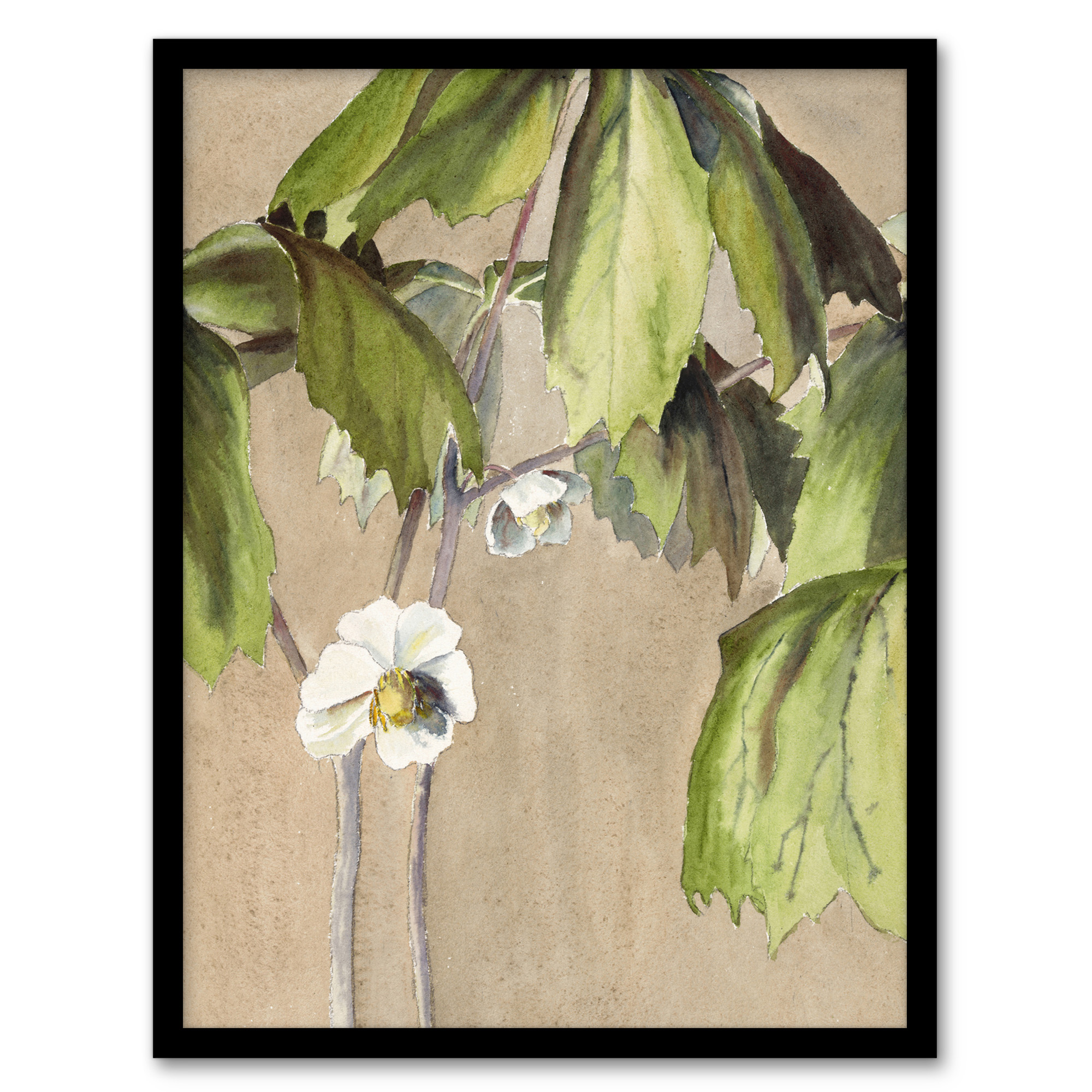 May Apple Flower Watercolour Vintage Framed Wall Art Print Overbeck