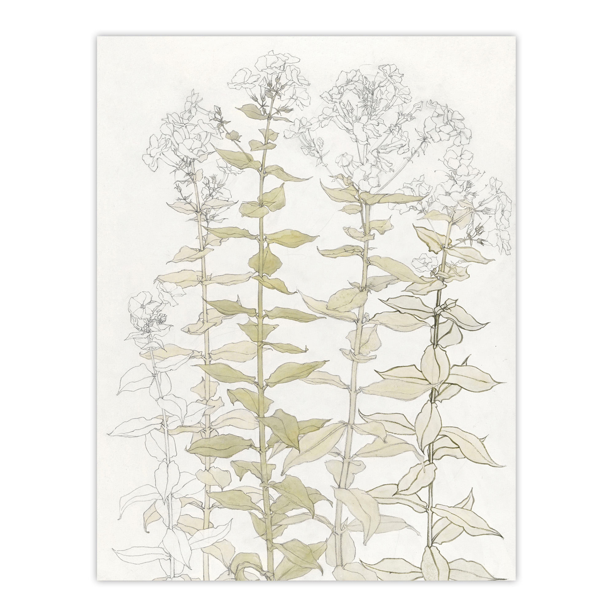 Phlox Colour Sketch of Flowers Vintage Framed Wall Art Print Graag