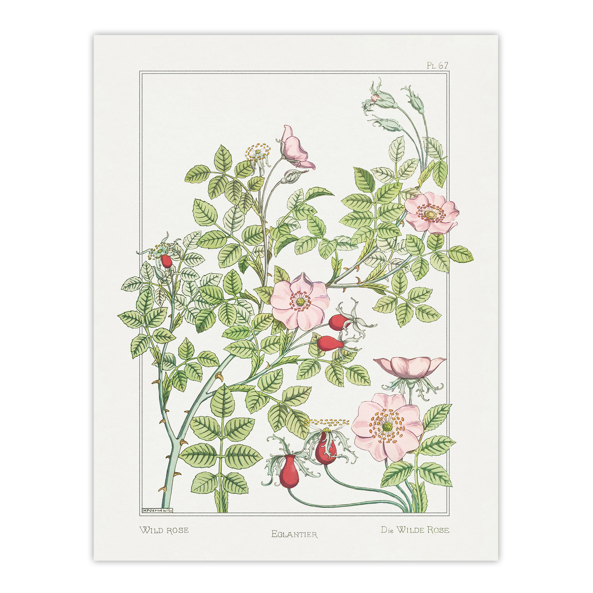 Wild Rose Flower Vintage Floral Framed Wall Art Print Verneuil