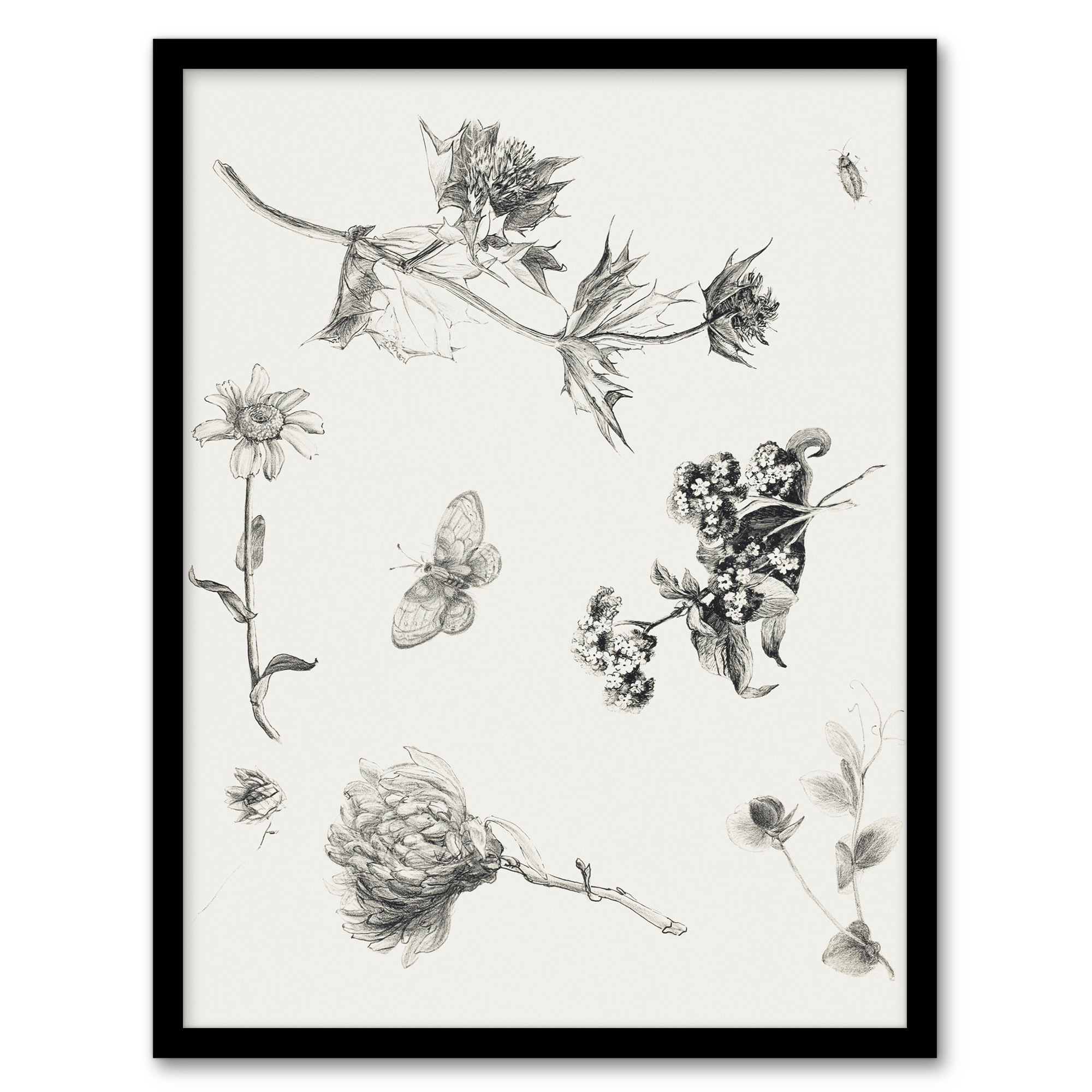 Flowers Leaves Butterfly Drawing Vintage Framed Wall Art Print Hoytema
