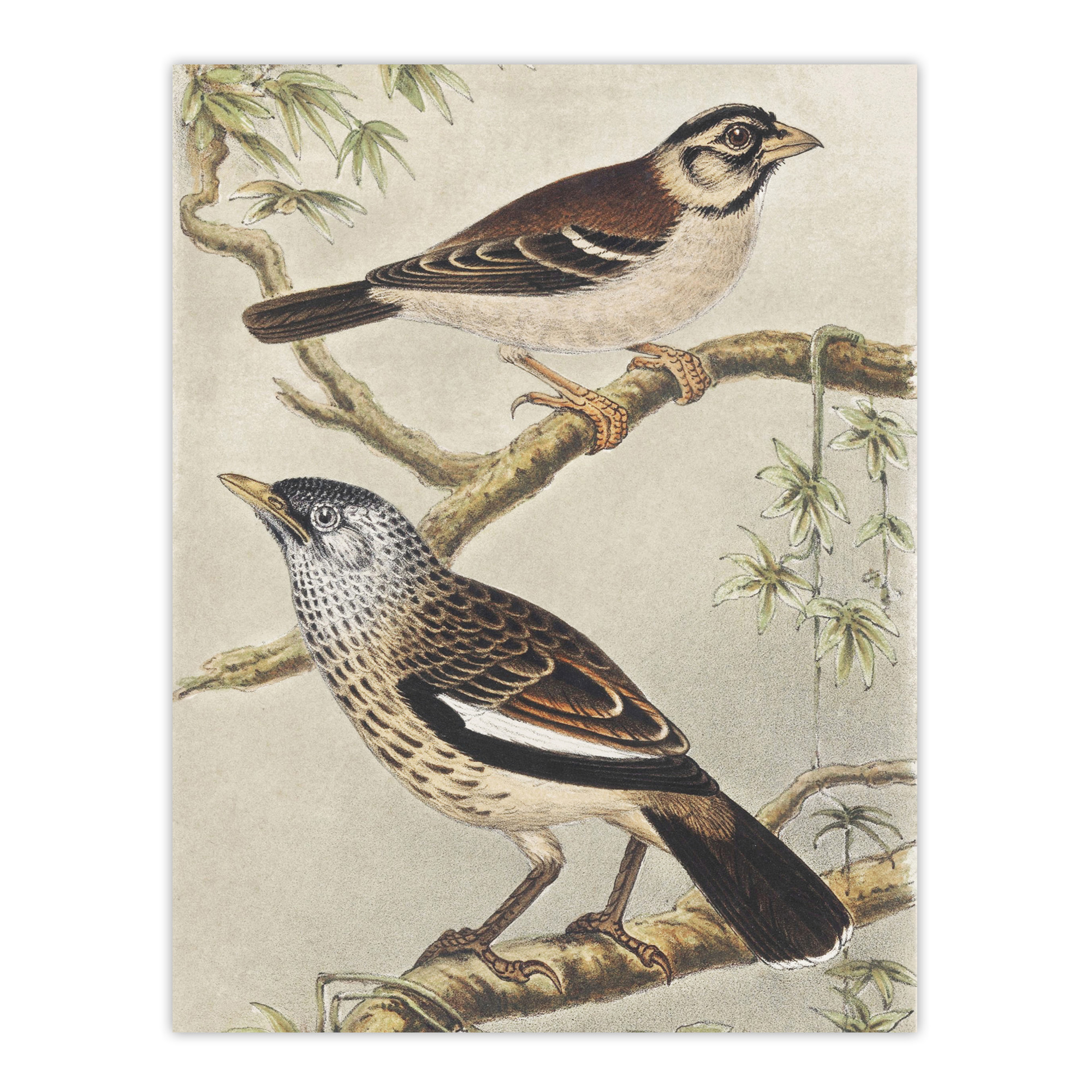 Two Birds on Tree Branches Vintage Framed Wall Art Print van Hoytema