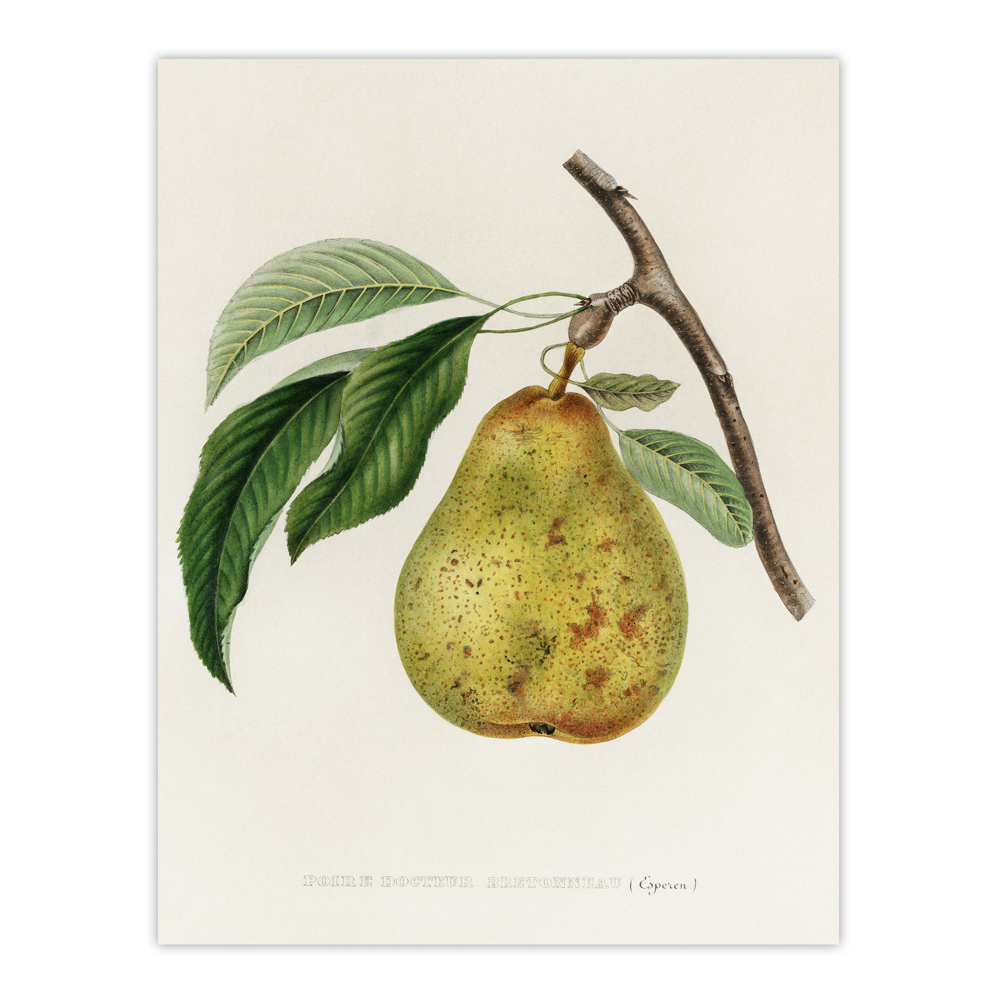 Illustration of a Pear Jacob Sturm Vintage Wall Art Print Poster