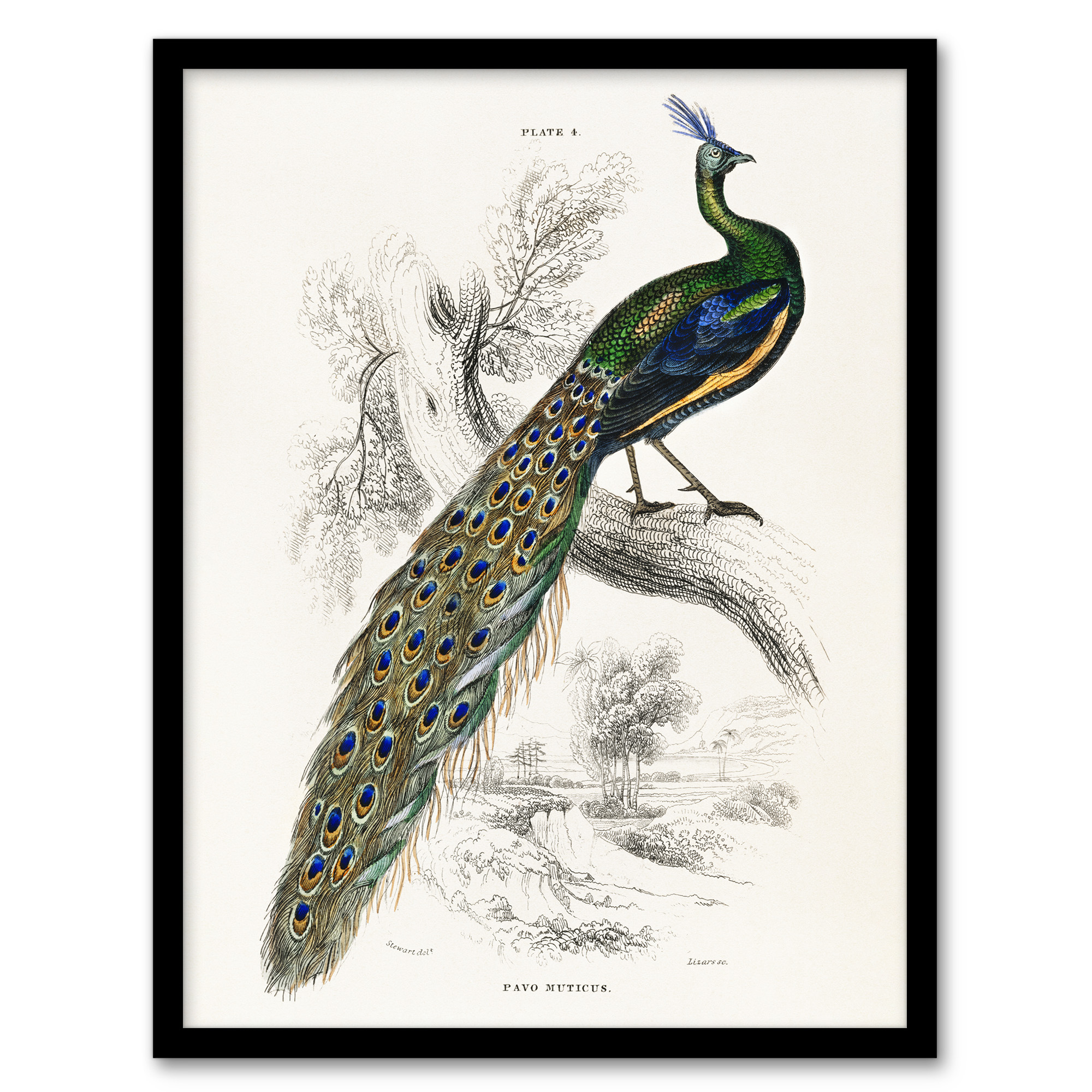 Sir William Jardine Framed Wall Art Print Male Peafowl Peacock Home Décor A3/A4