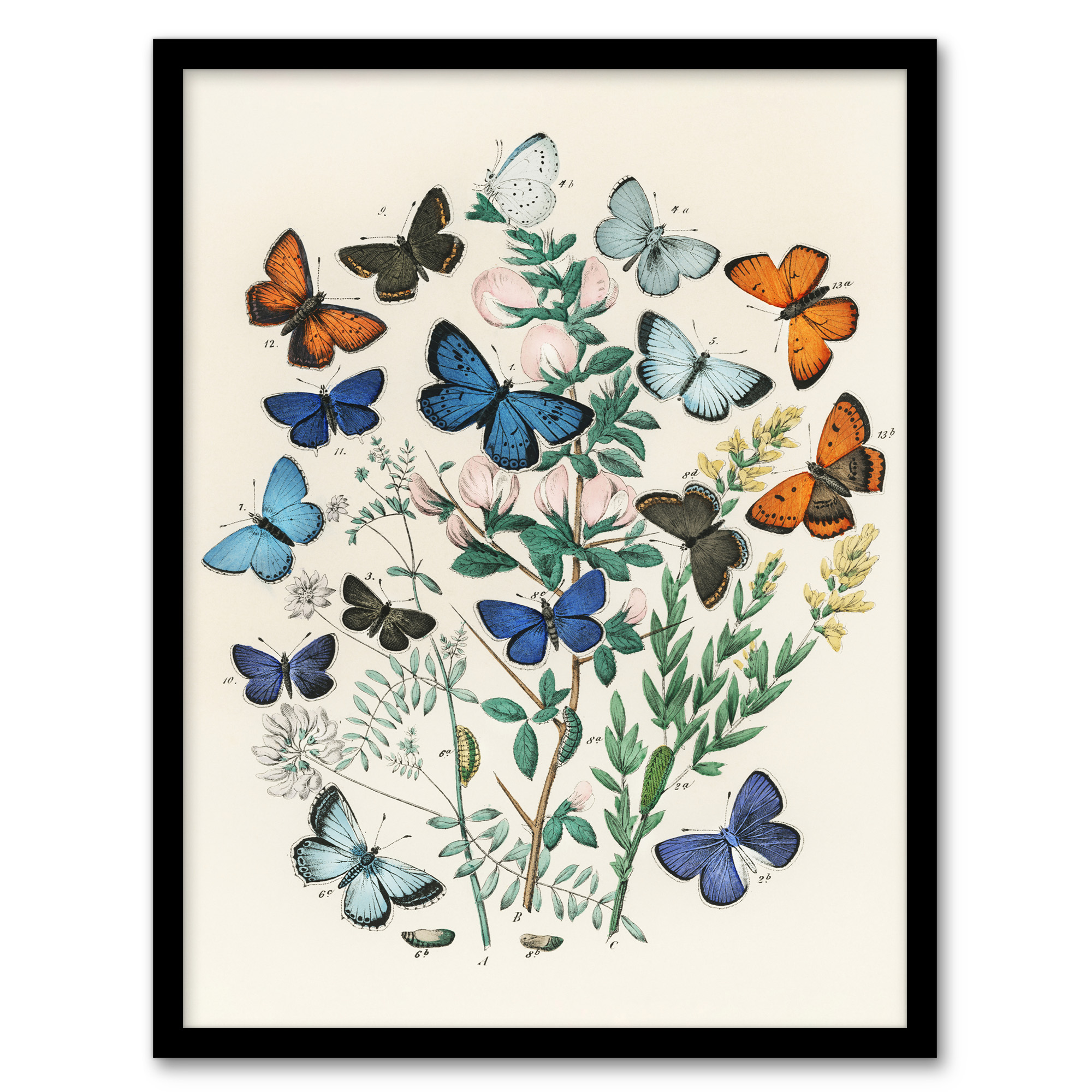 Blue and Orange Butterflies Kirby Vintage Wall Art Print Poster
