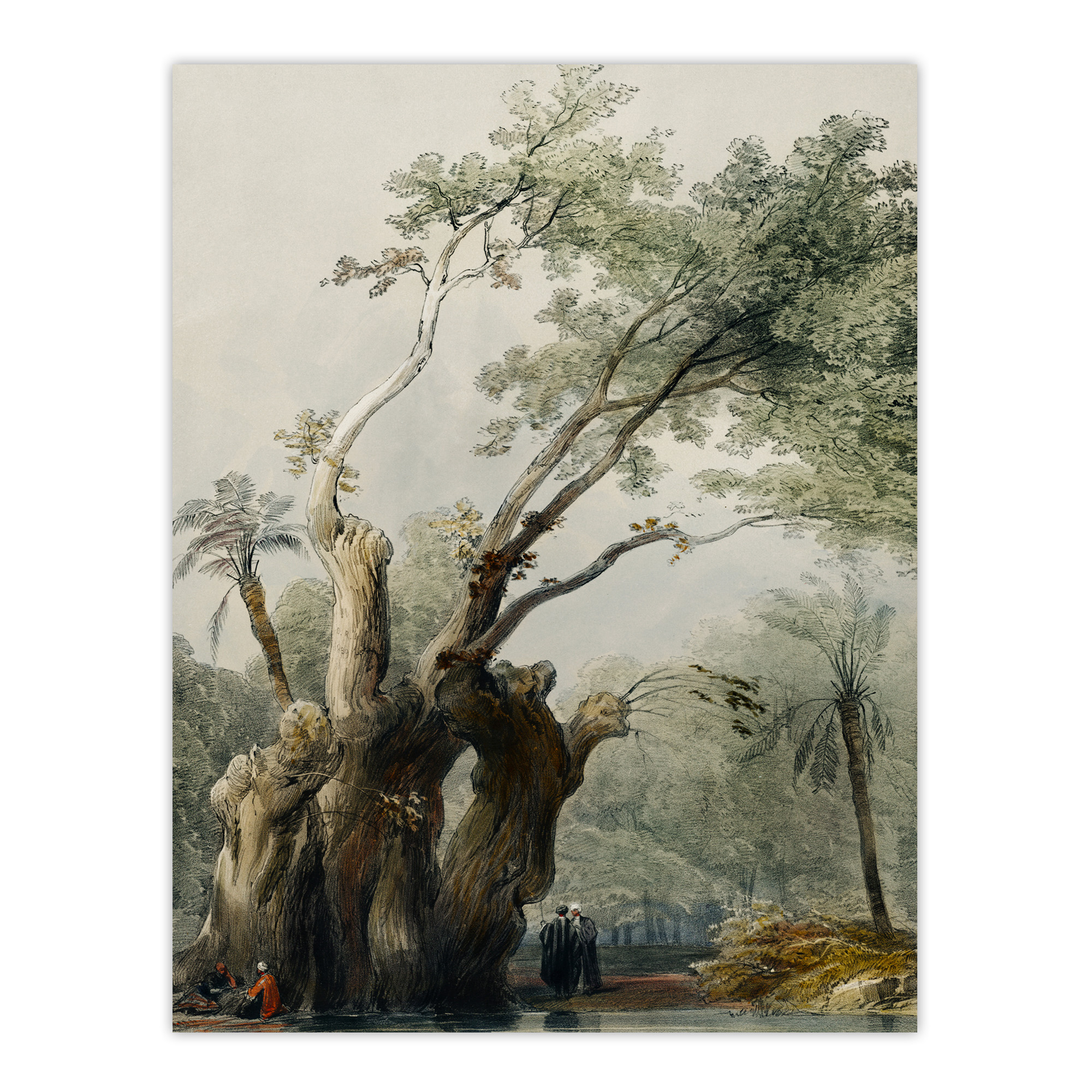 The Holy Tree of Metereah D. Roberts Vintage Wall Art Print Poster