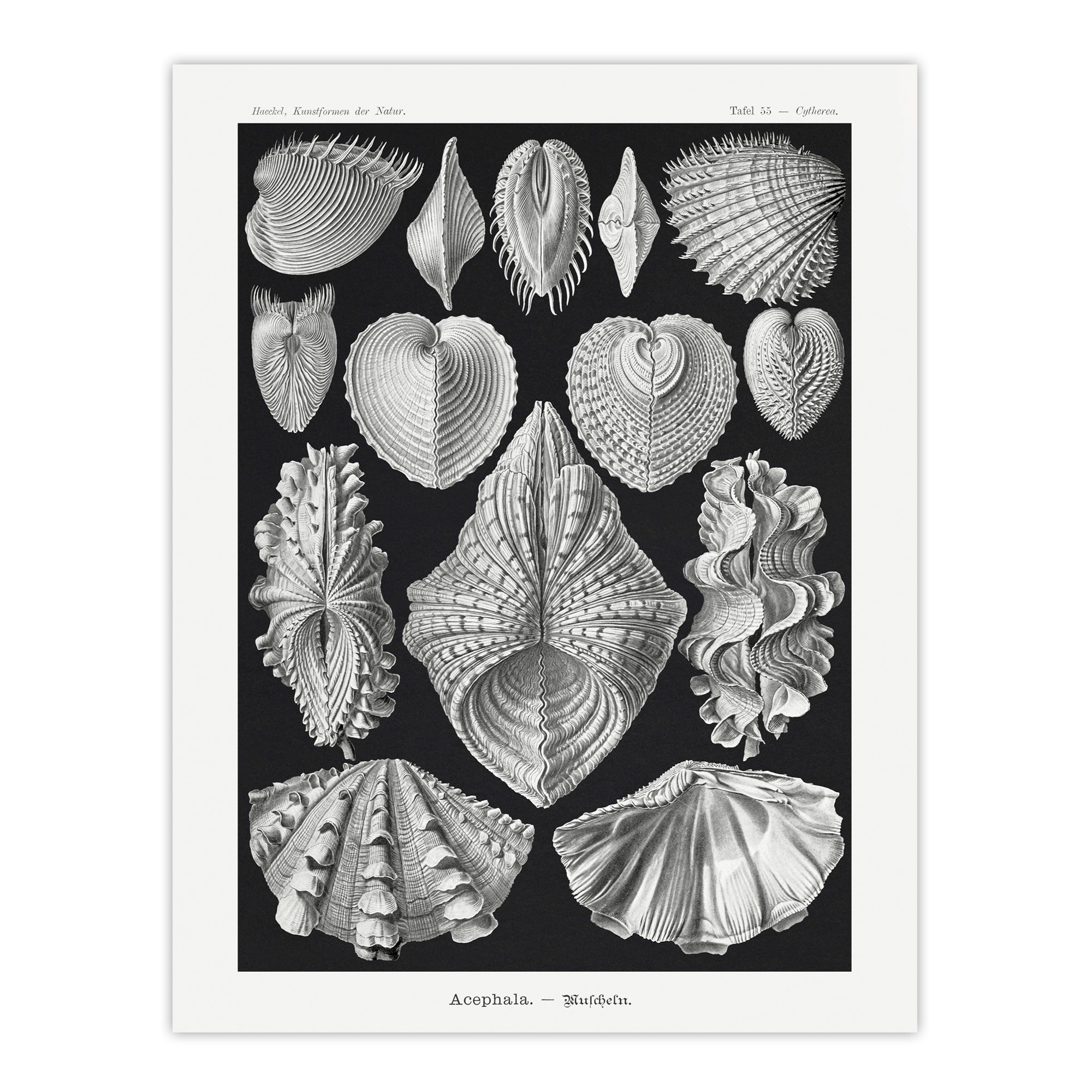 Mollusks Clams Oysters Haeckel Botanical Wall Art Print Poster