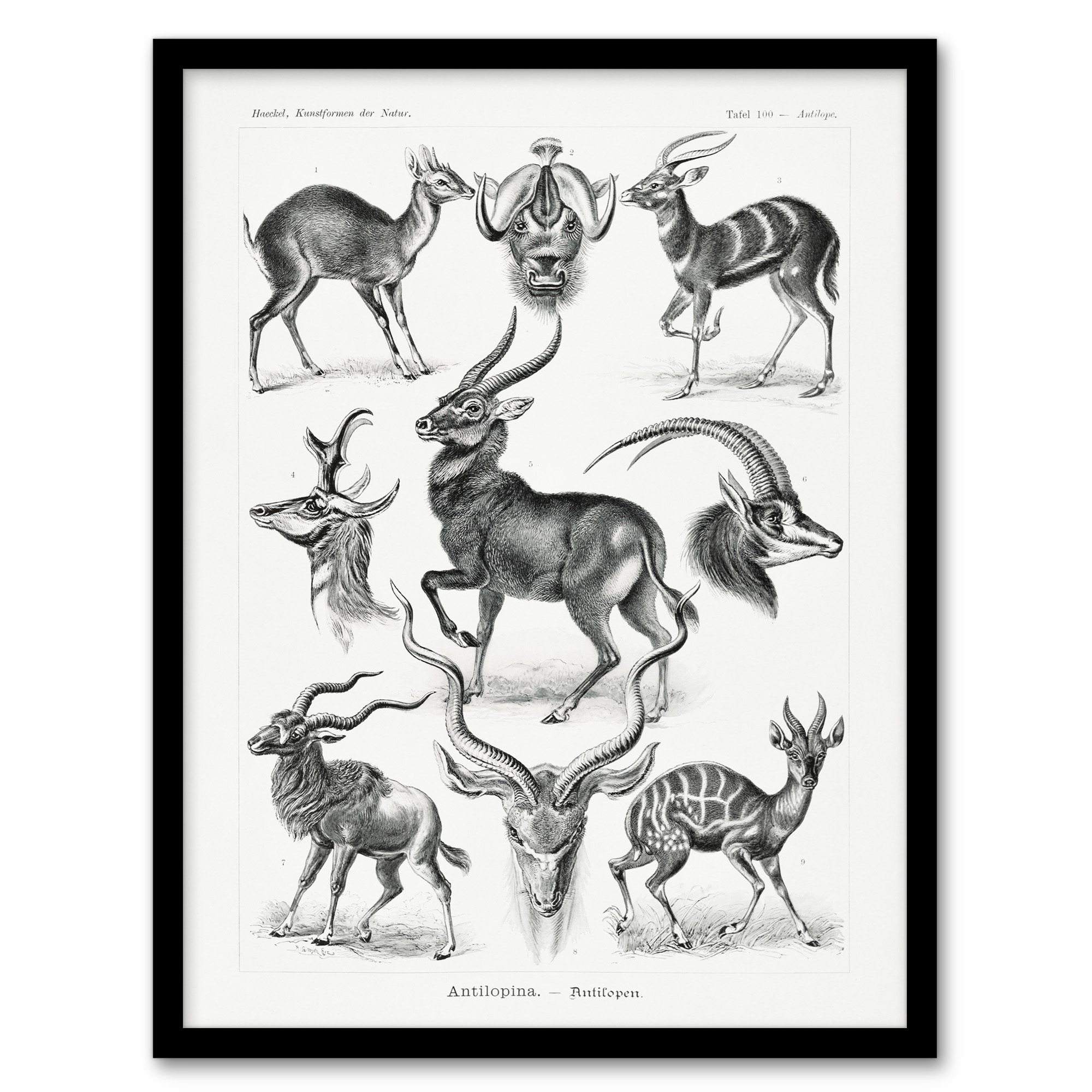 Ernst Haeckel Framed Wall Art Print Art Forms of Nature Antilope Home Décor
