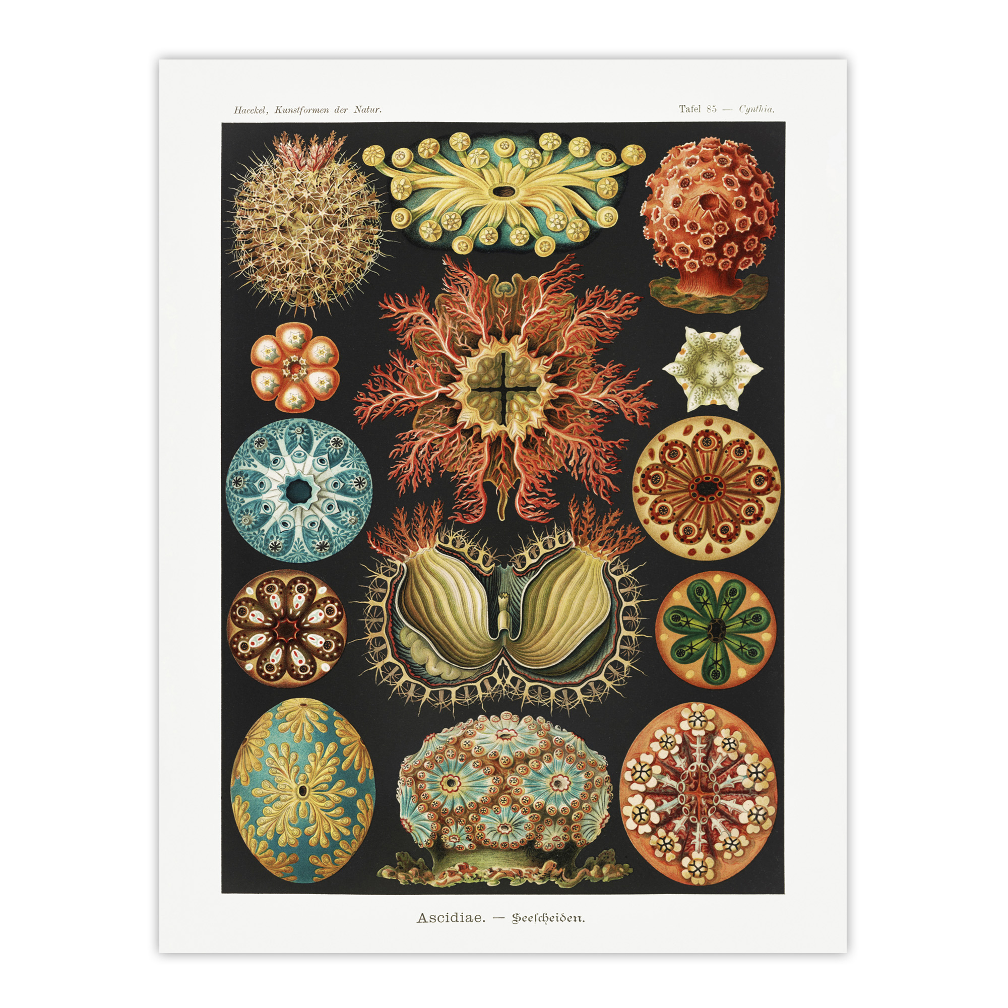 Ascidiae Colourful Marine Life Haeckel Botanical Wall Art Print Poster