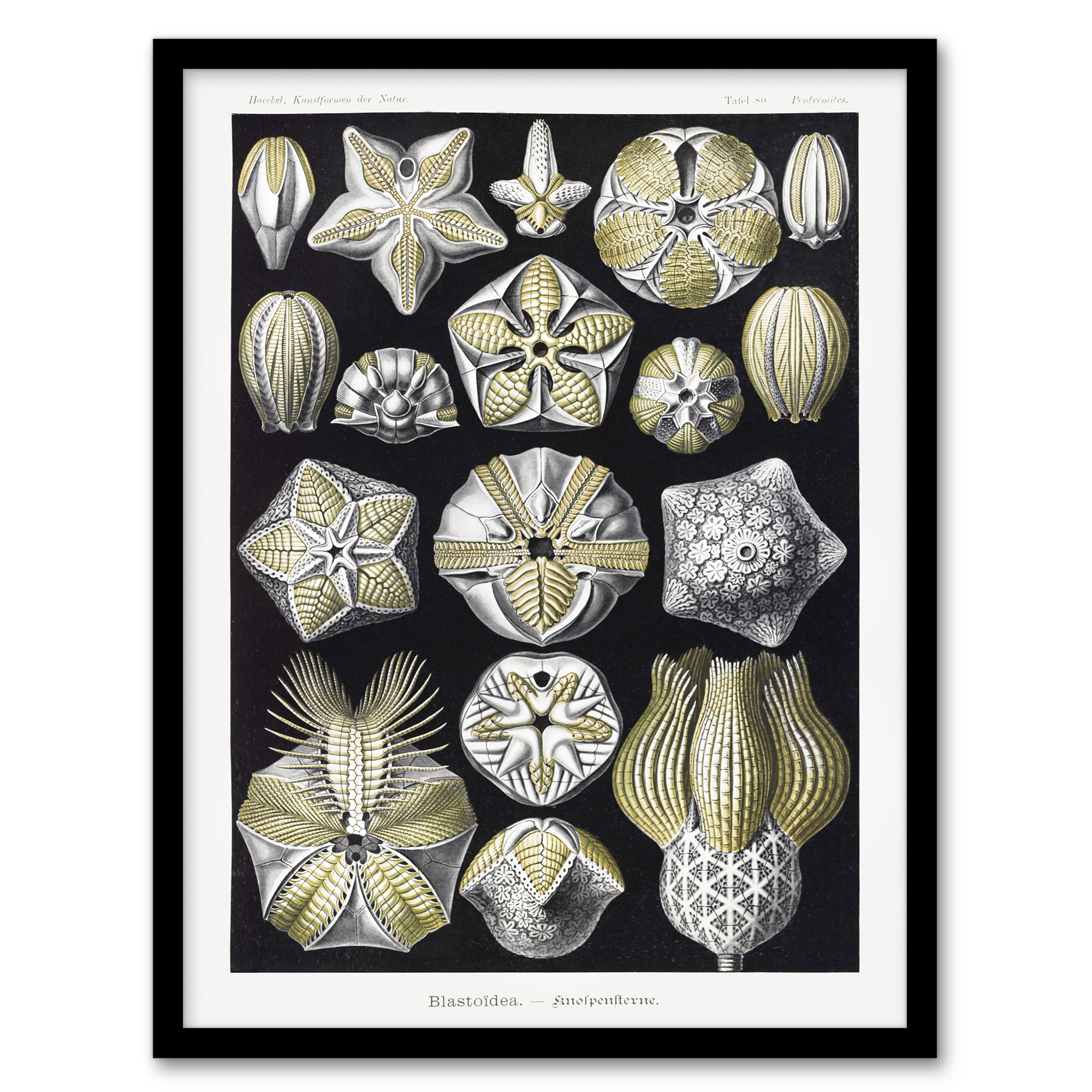 Ernst Haeckel Framed Wall Art Print Blastoid Sea Buds Urchins Home Décor A3/A4