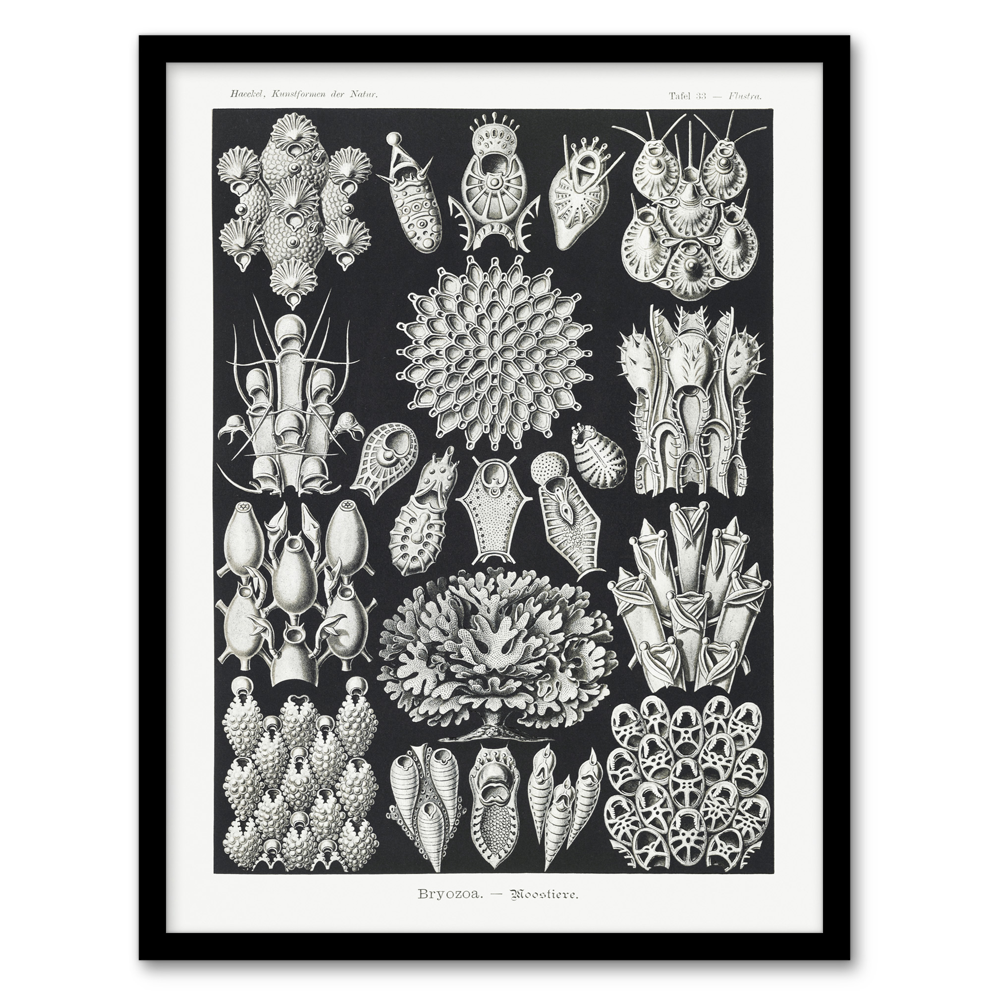 Bryozoa Aquatic invertebrates Haeckel Botanical Wall Art Print Poster