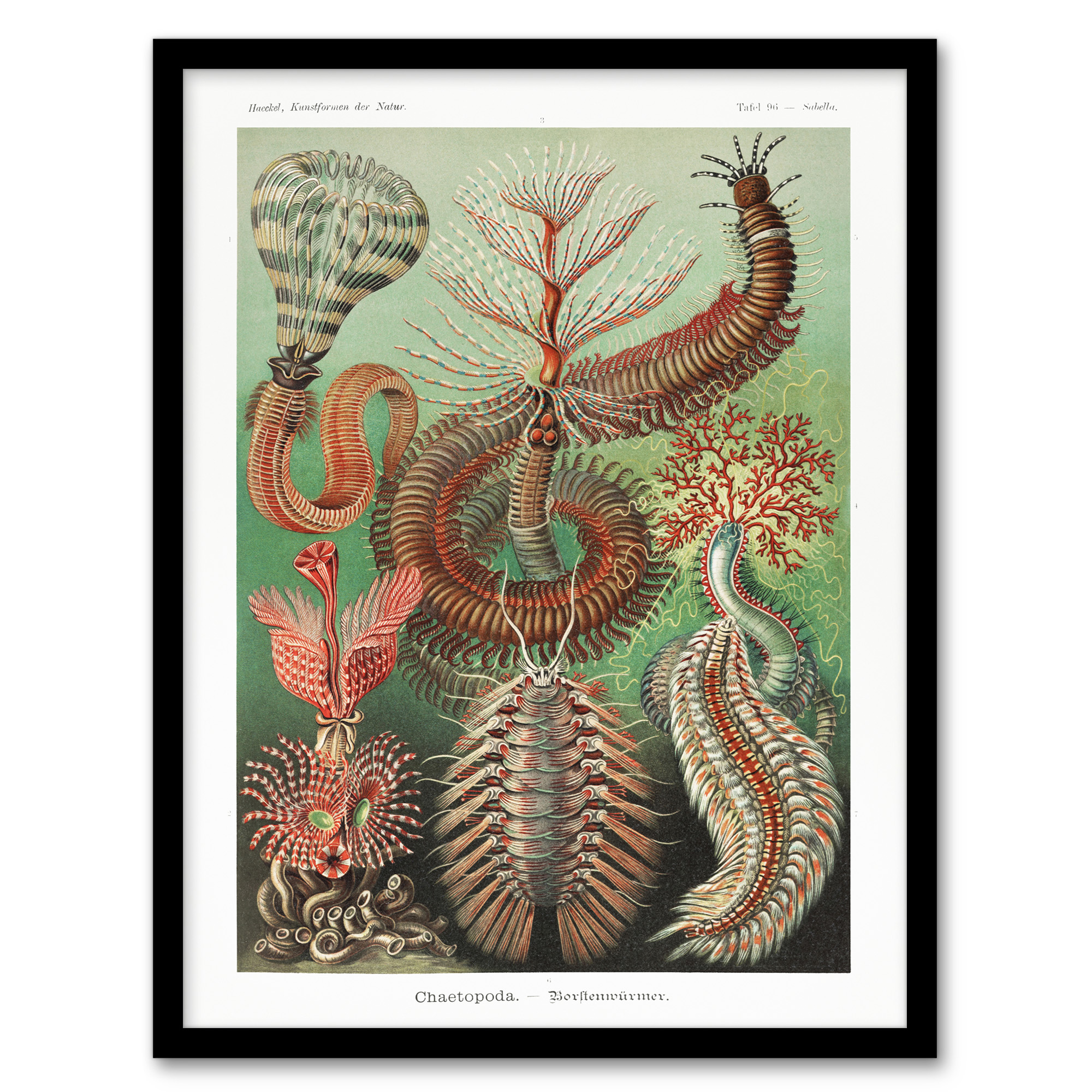 Chaetopoda Marine Worms Haeckel Botanical Wall Art Print Poster