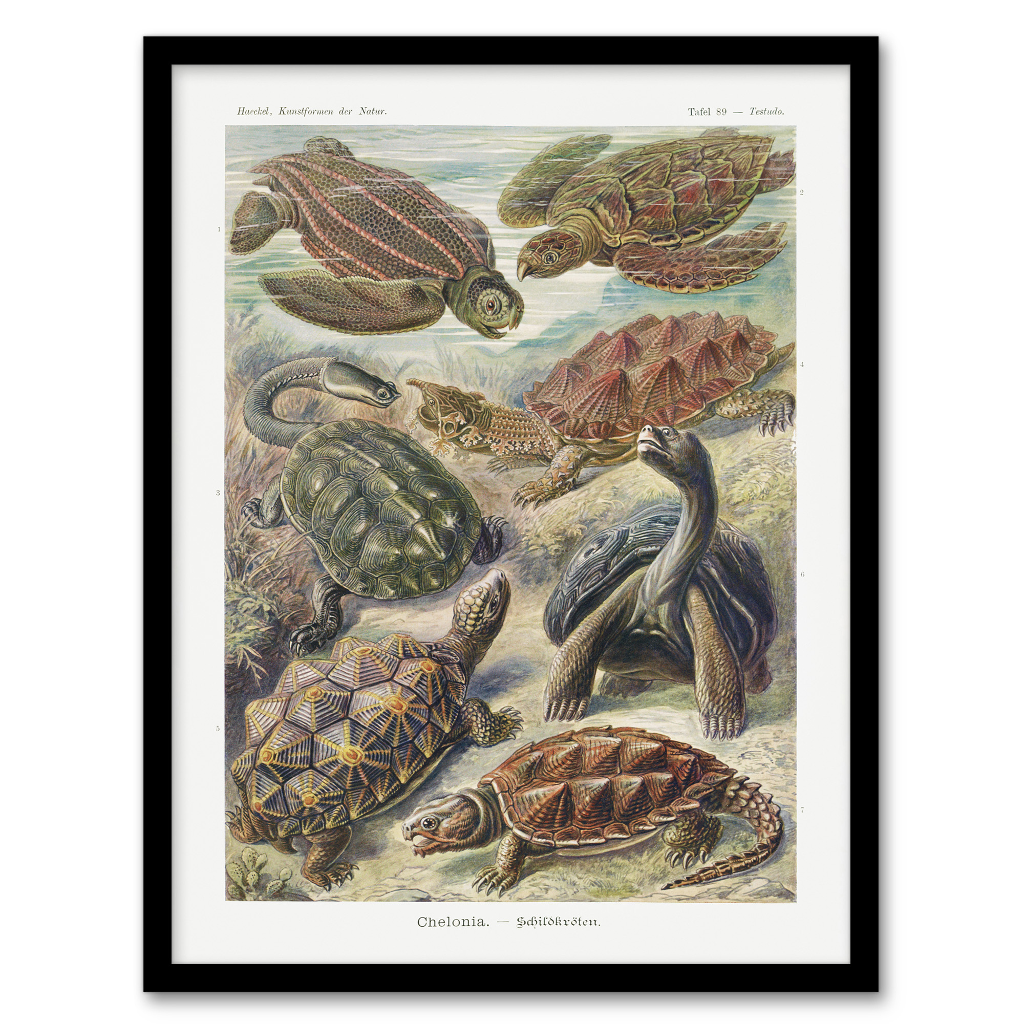 Ernst Haeckel Framed Wall Art Chelonia Turtles Vintage Illustration Home Décor