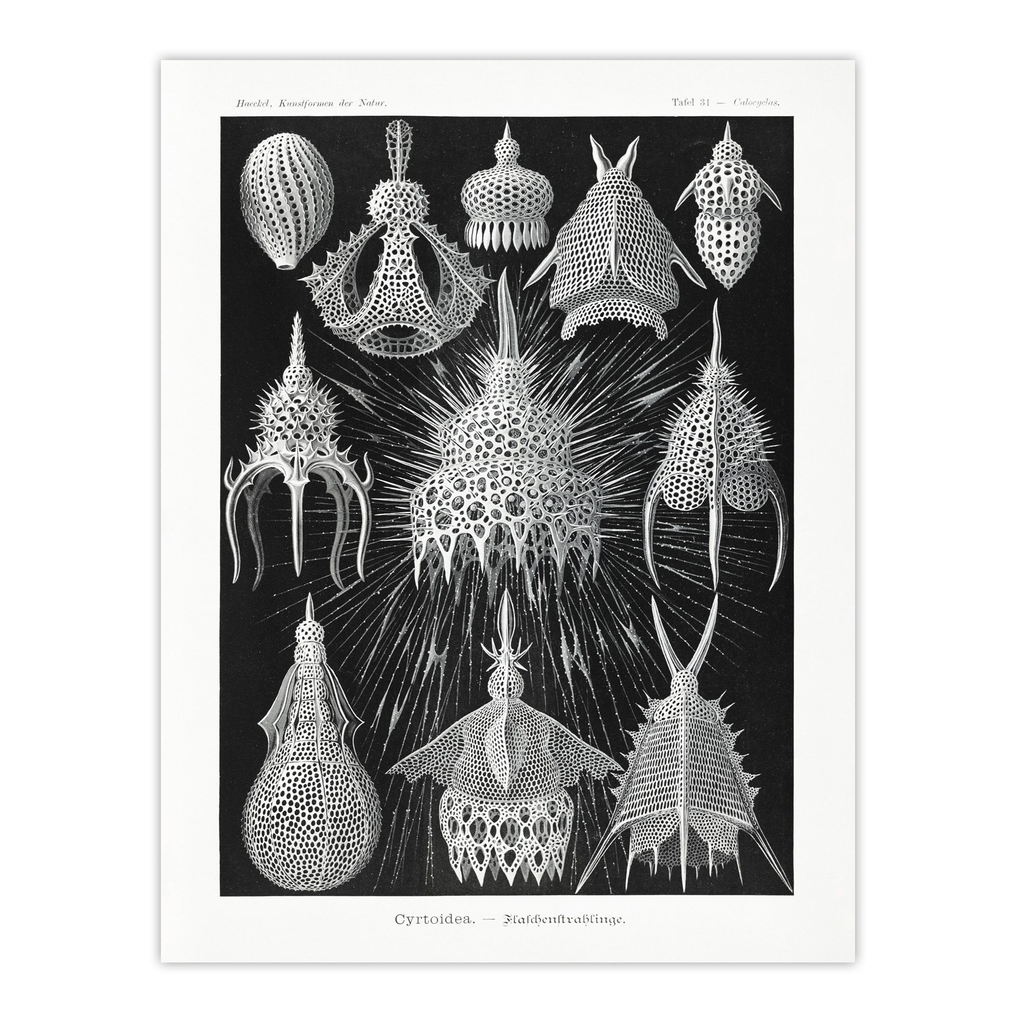 Marine Microorganisms Haeckel Botanical Wall Art Print Poster