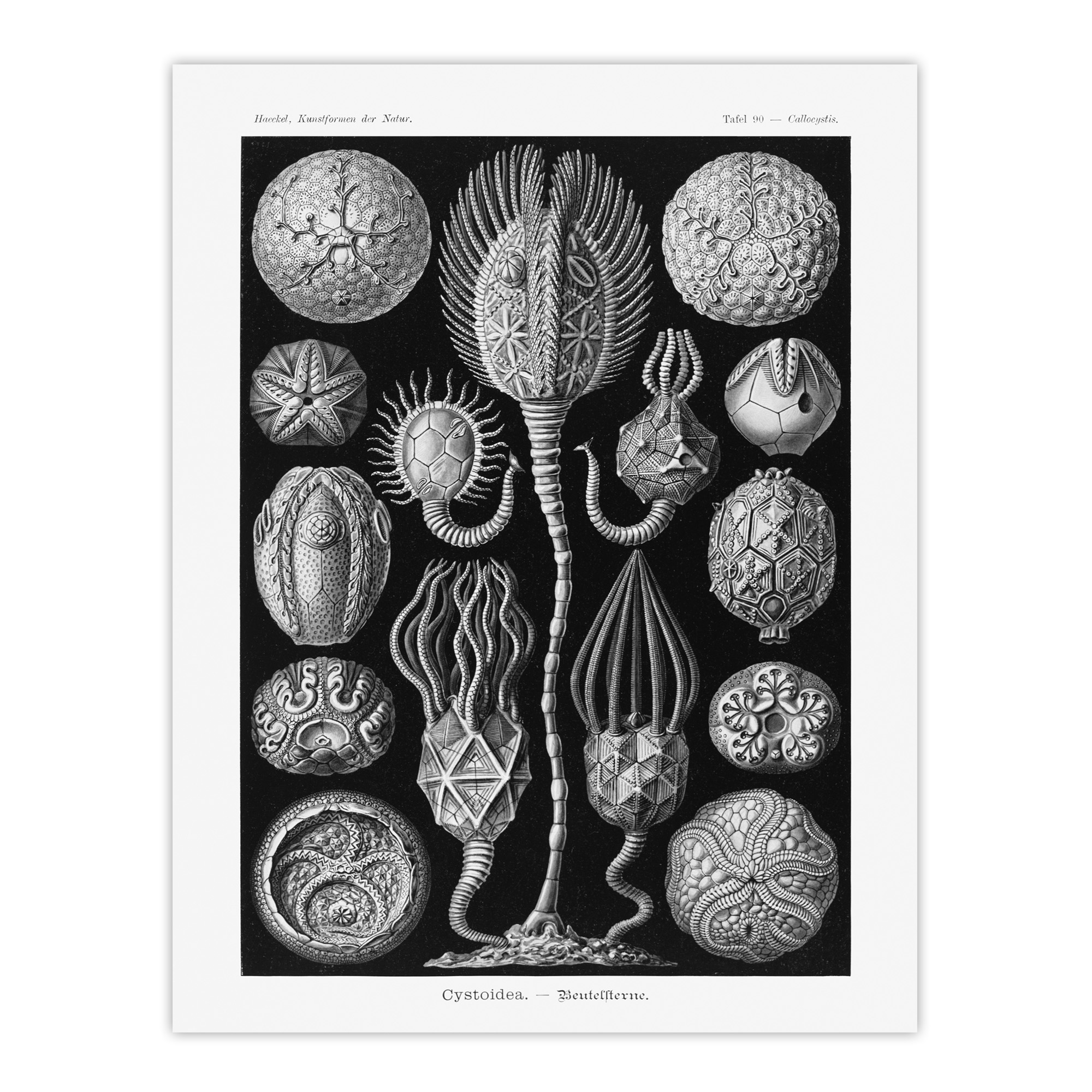 Cystoidea Pouch Stars Marine Life Haeckel Wall Art Print Poster