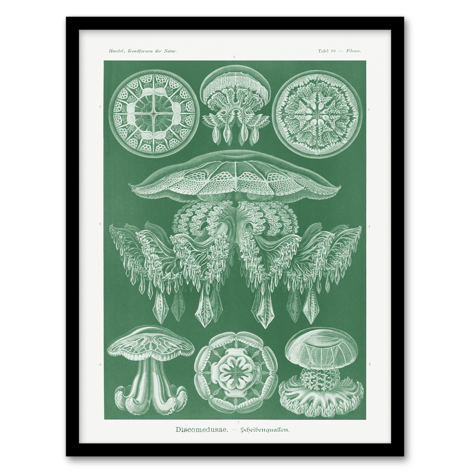 Discomedusae Jellyfish Species Haeckel Botanical Wall Art Print Poster