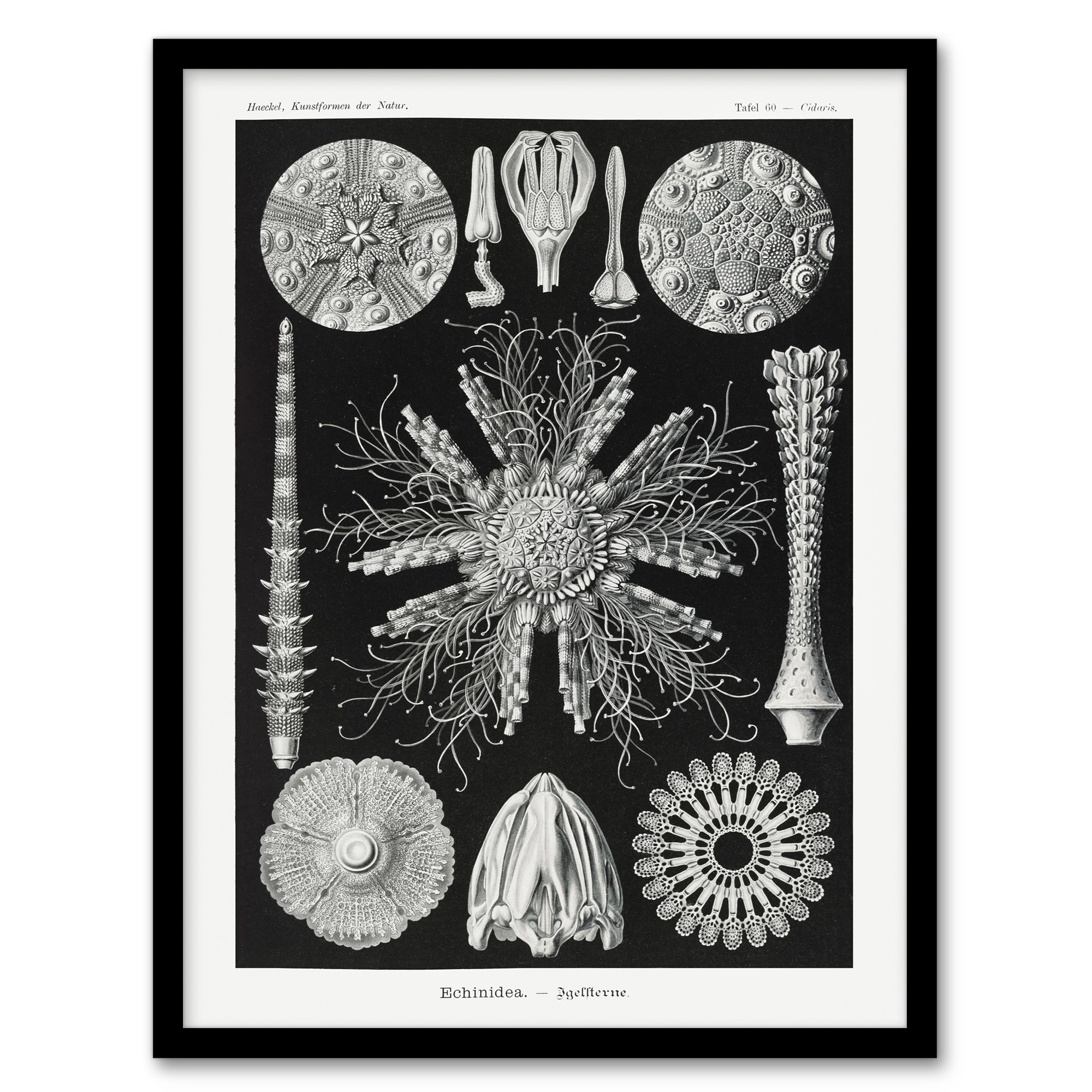 Sea Urchin Ocean Beach Haeckel Botanical Wall Art Print Poster