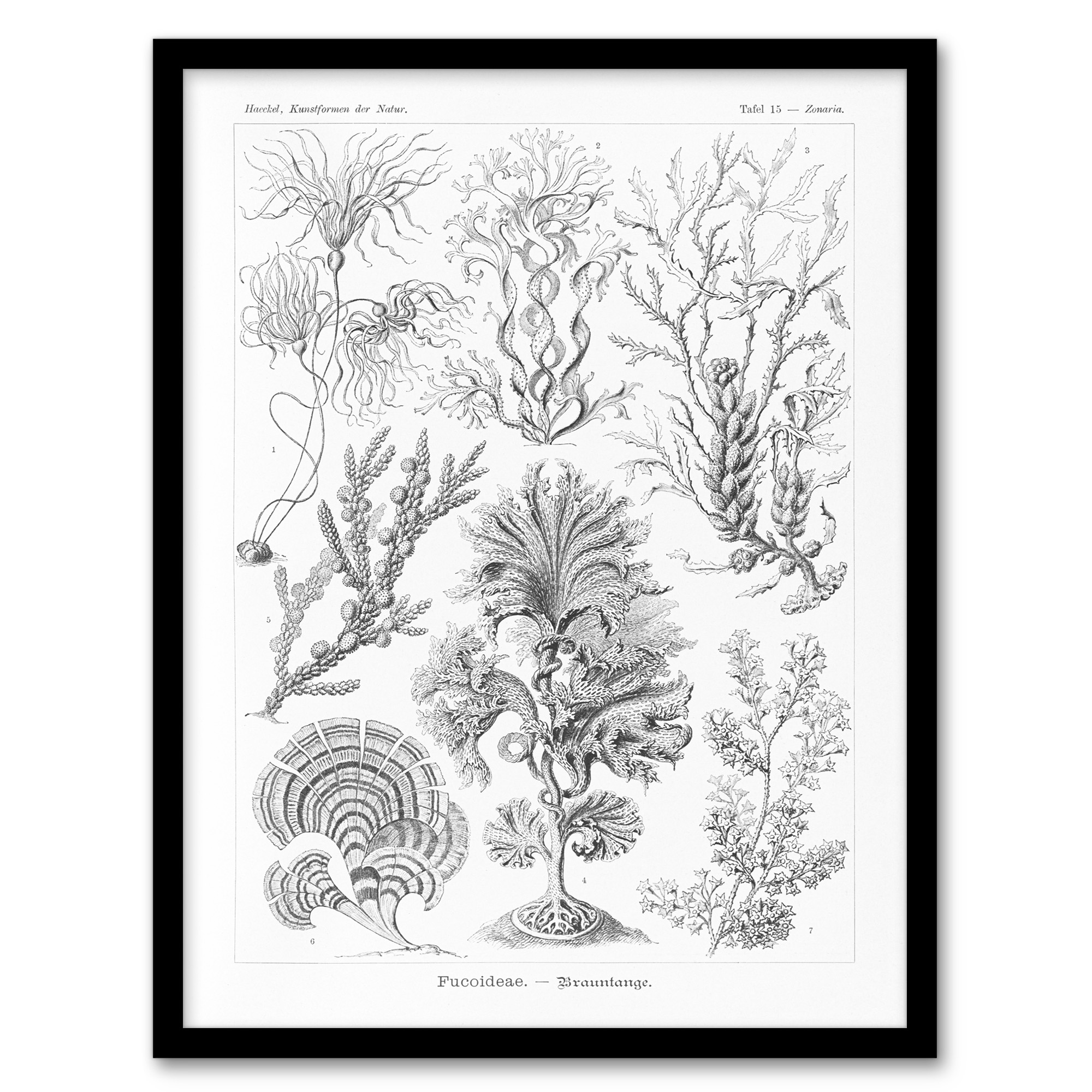 Ernst Haeckel Framed Wall Art Print Fucoideae Algae Seaweed Species Home Décor