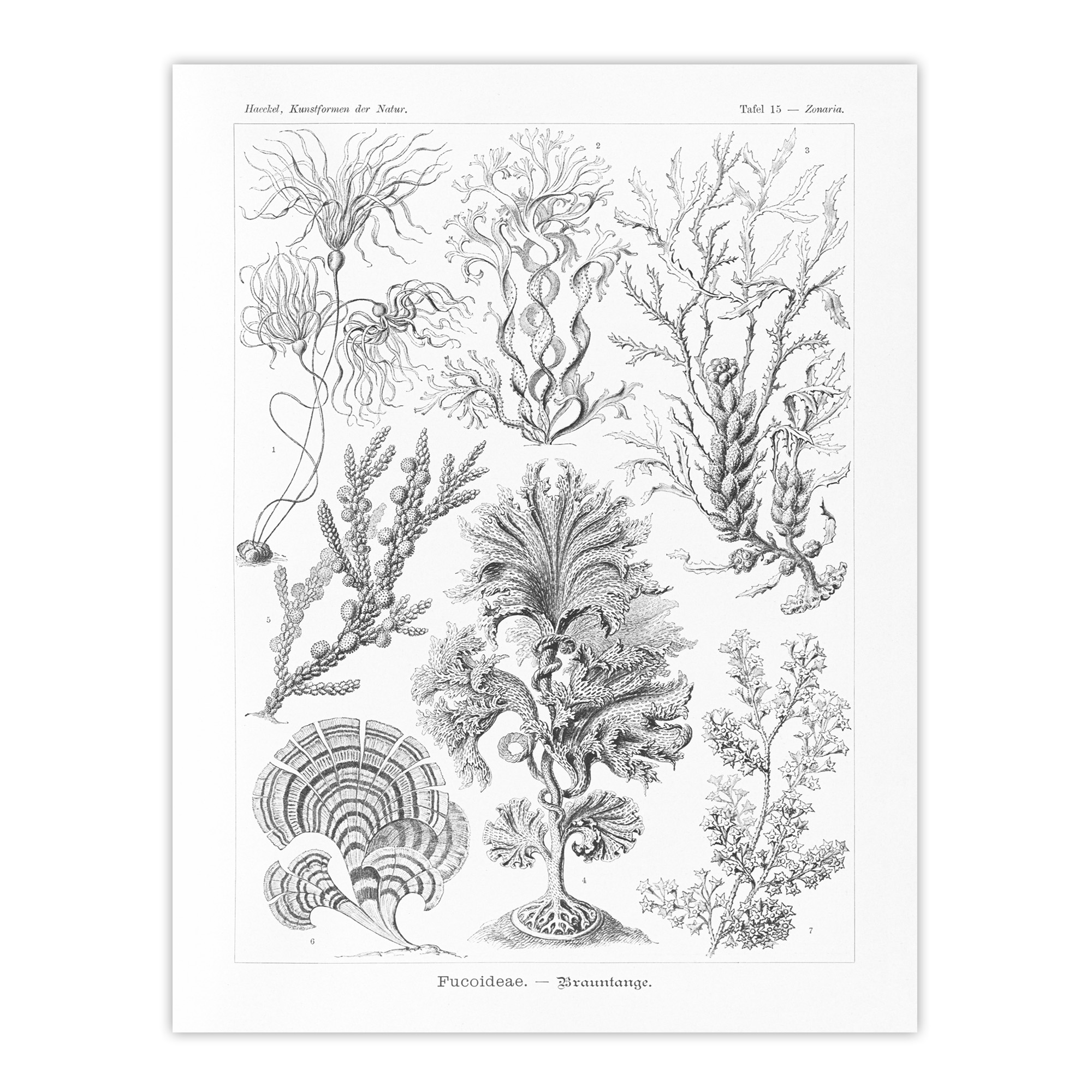 Algae Seaweed Species Haeckel Botanical Wall Art Print Poster