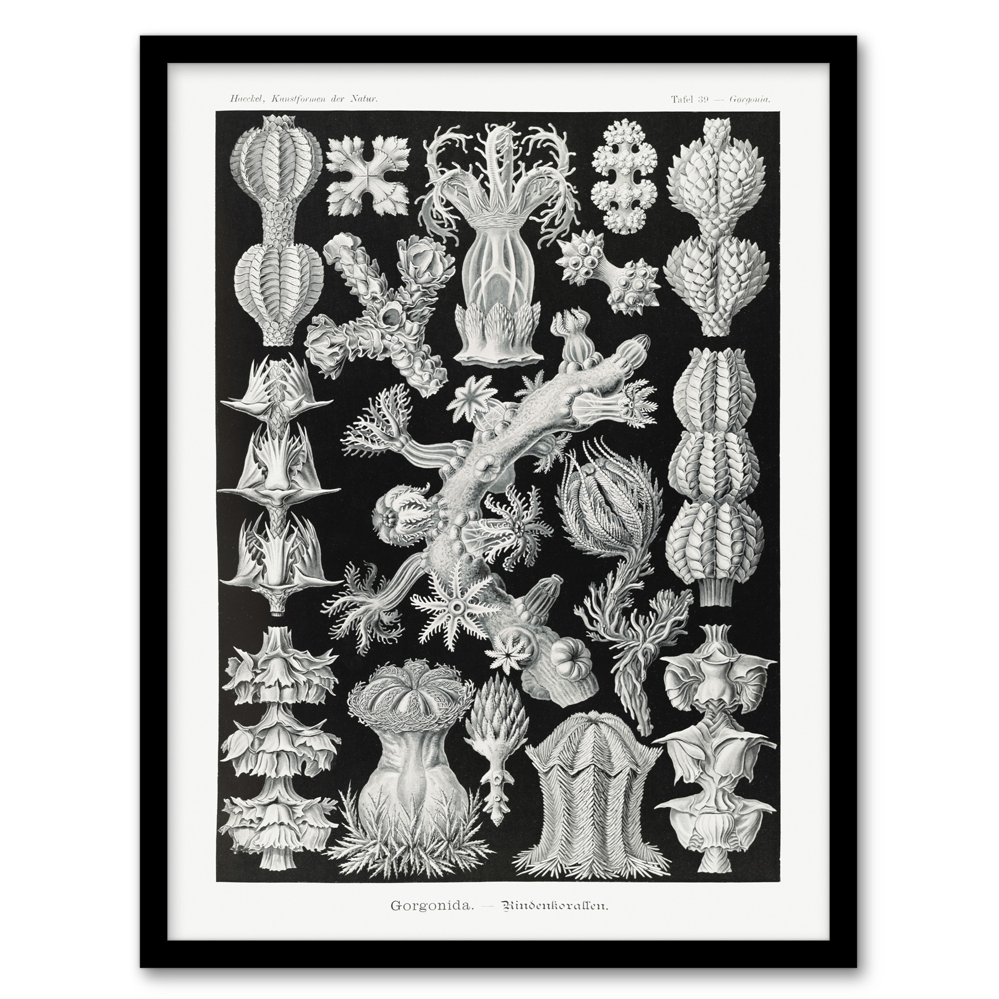 Ernst Haeckel Framed Wall Art Gorgonida Vintage Coral Illustration Home Décor