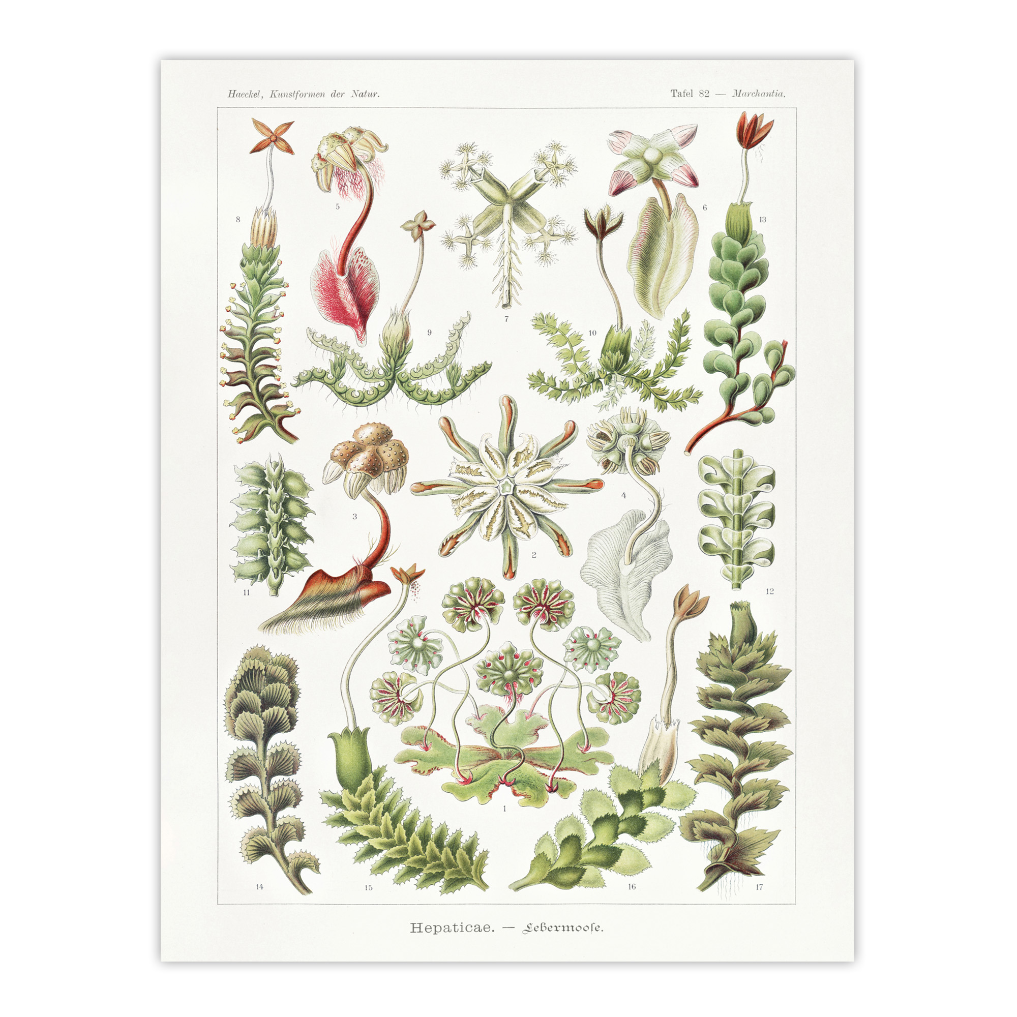 Hepatica Plant Vintage Floral Haeckel Botanical Wall Art Print Poster